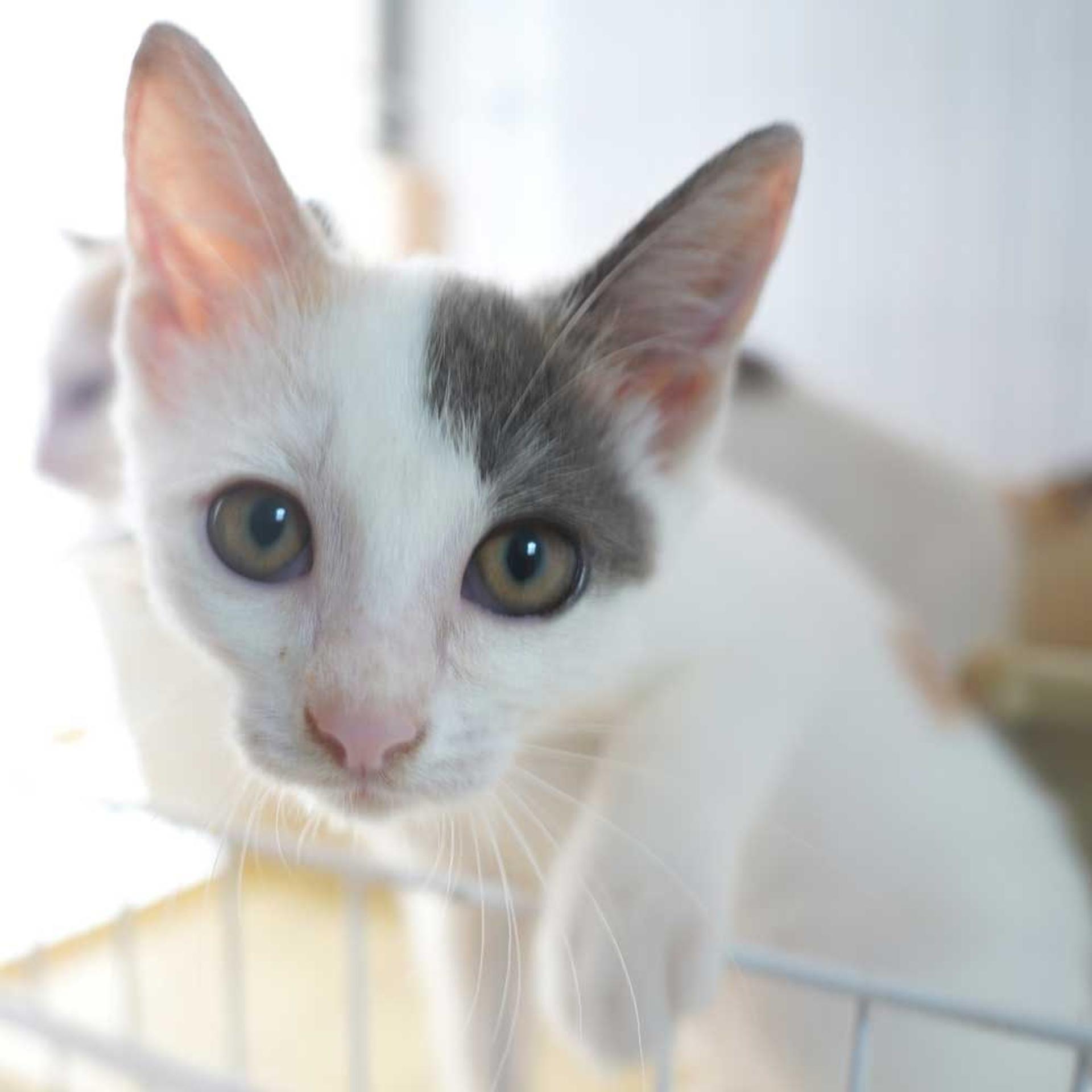 pet-image-2