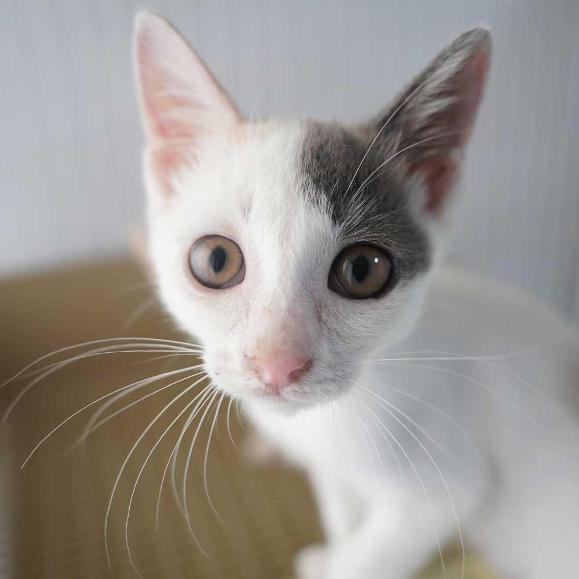 pet-image-9