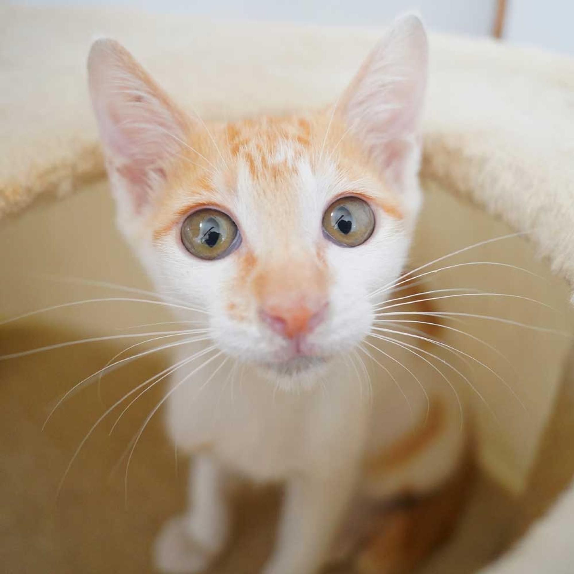 pet-image-4