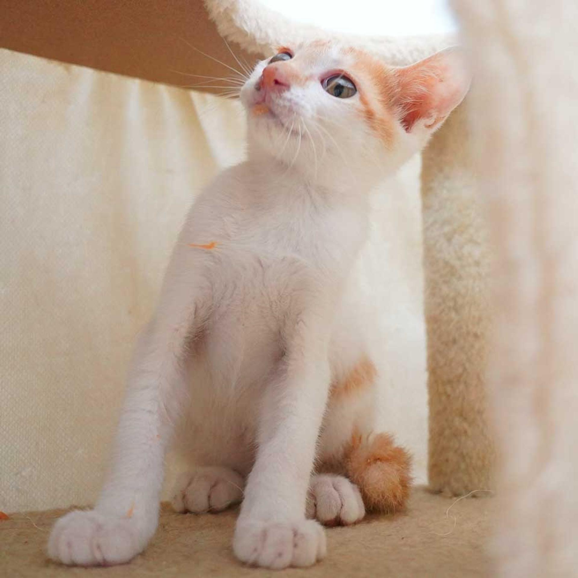 pet-image-5