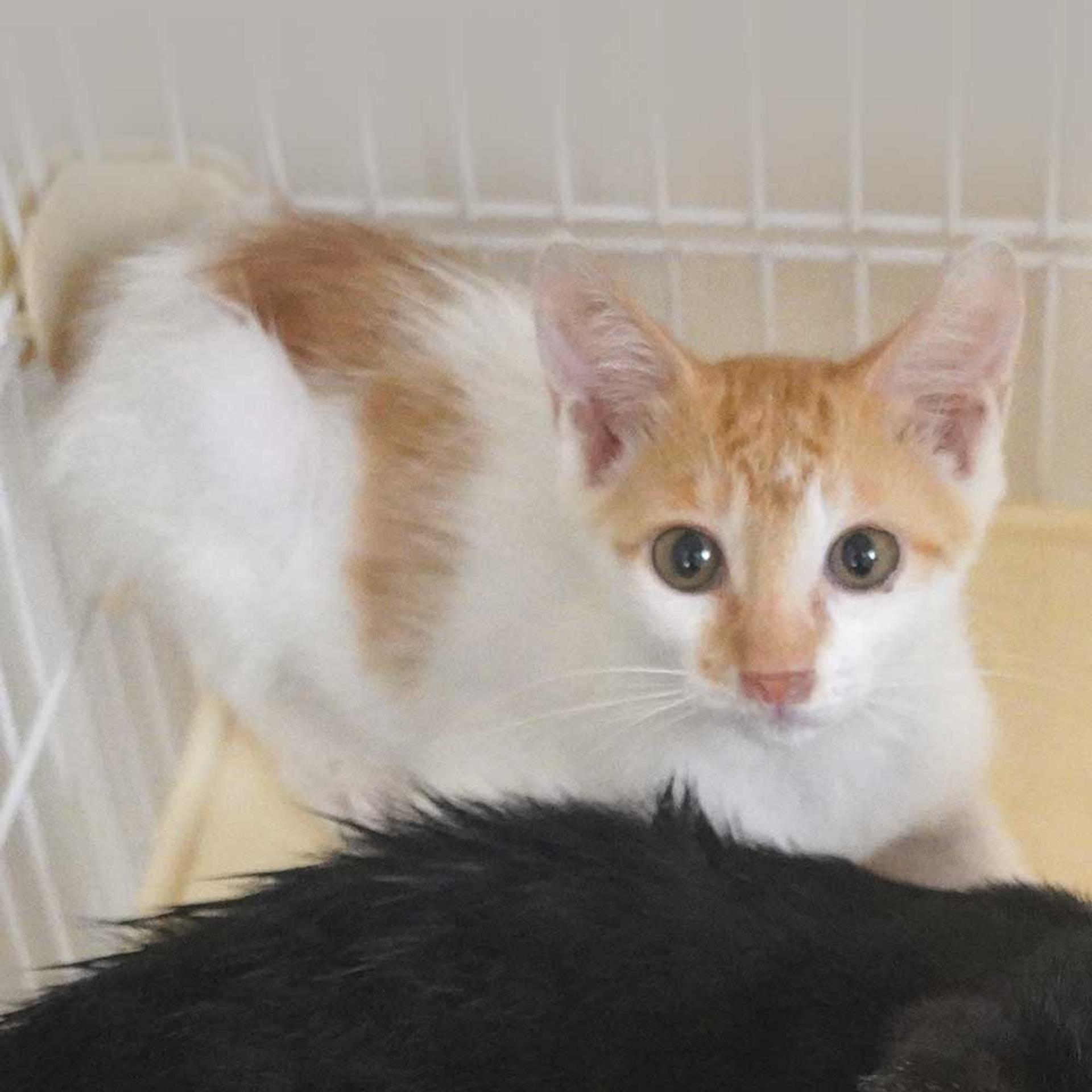 pet-image-6