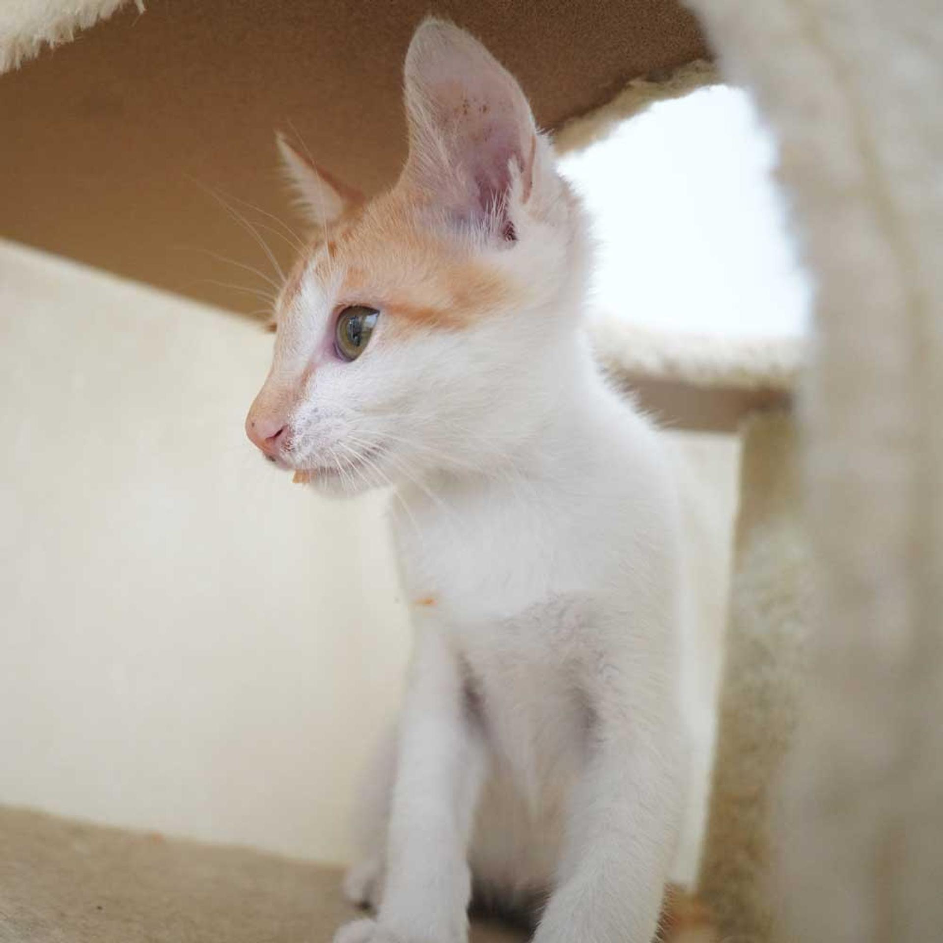 pet-image-7