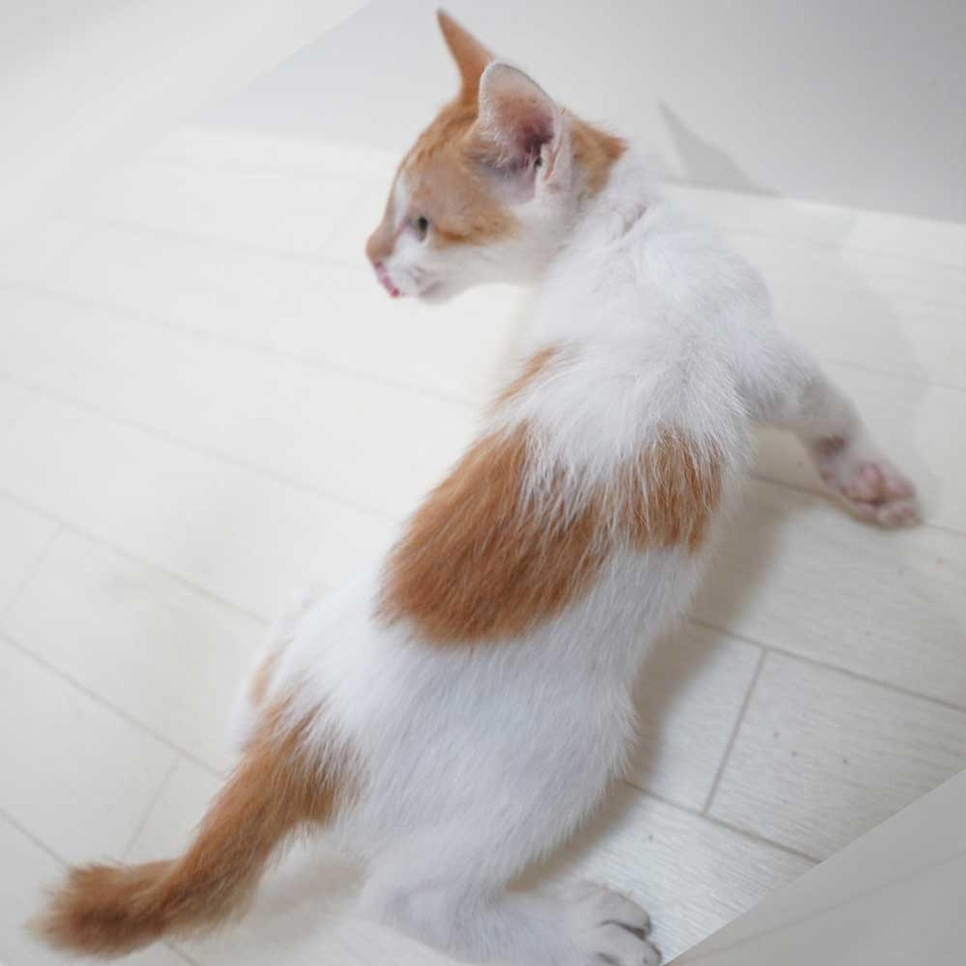 pet-image-3