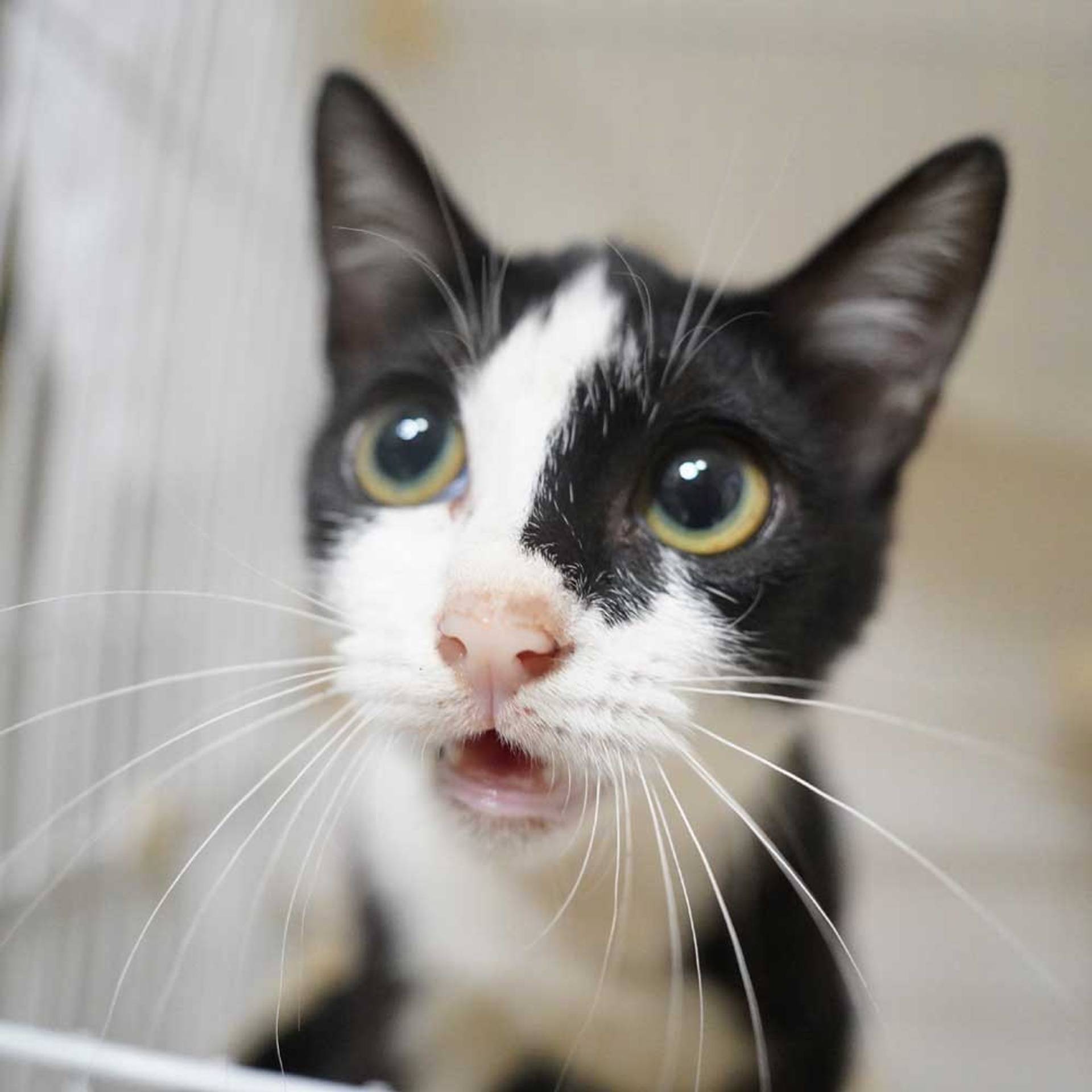 雑種（ミックス猫）・メスの里親募集の写真