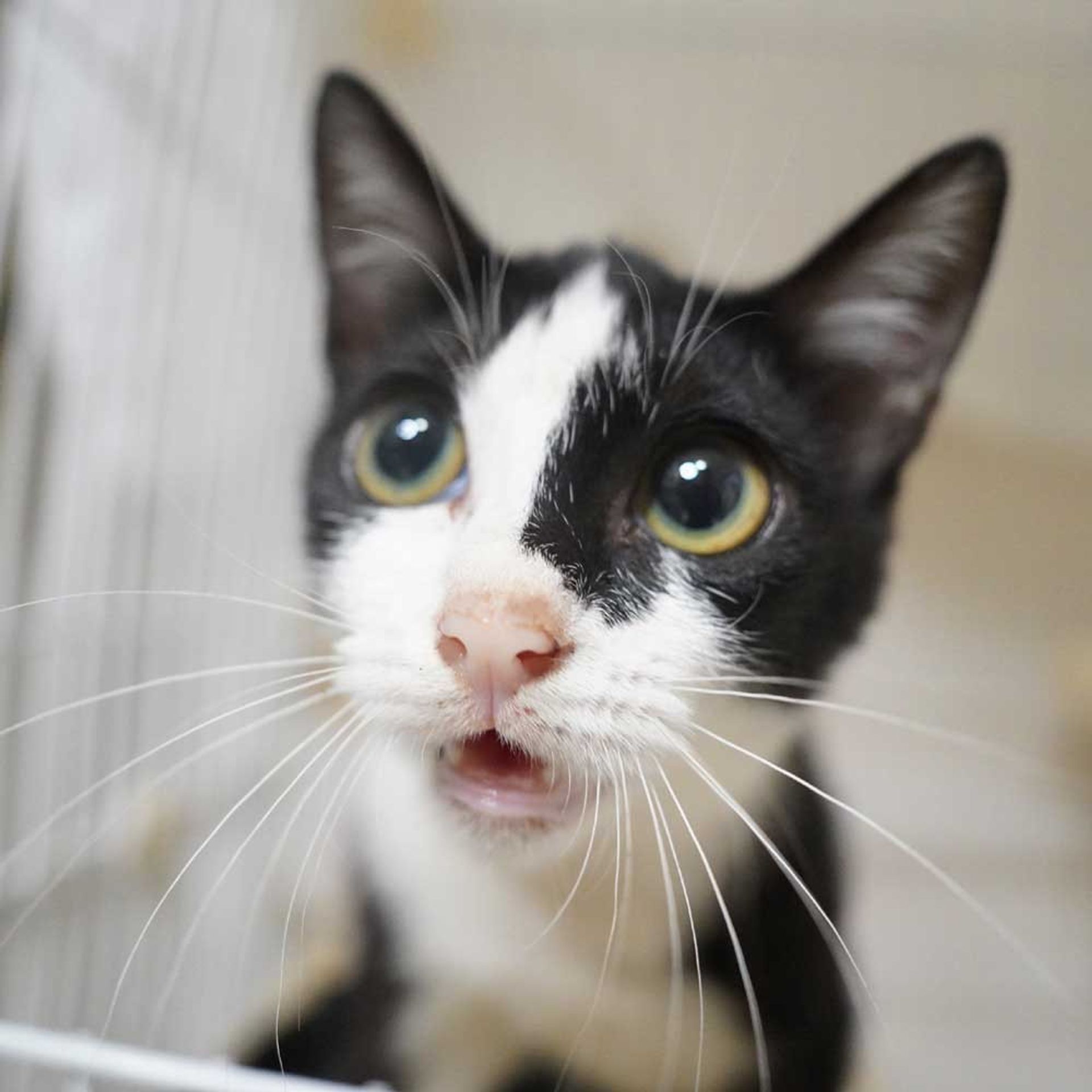 雑種（ミックス猫）・メスの里親募集の写真