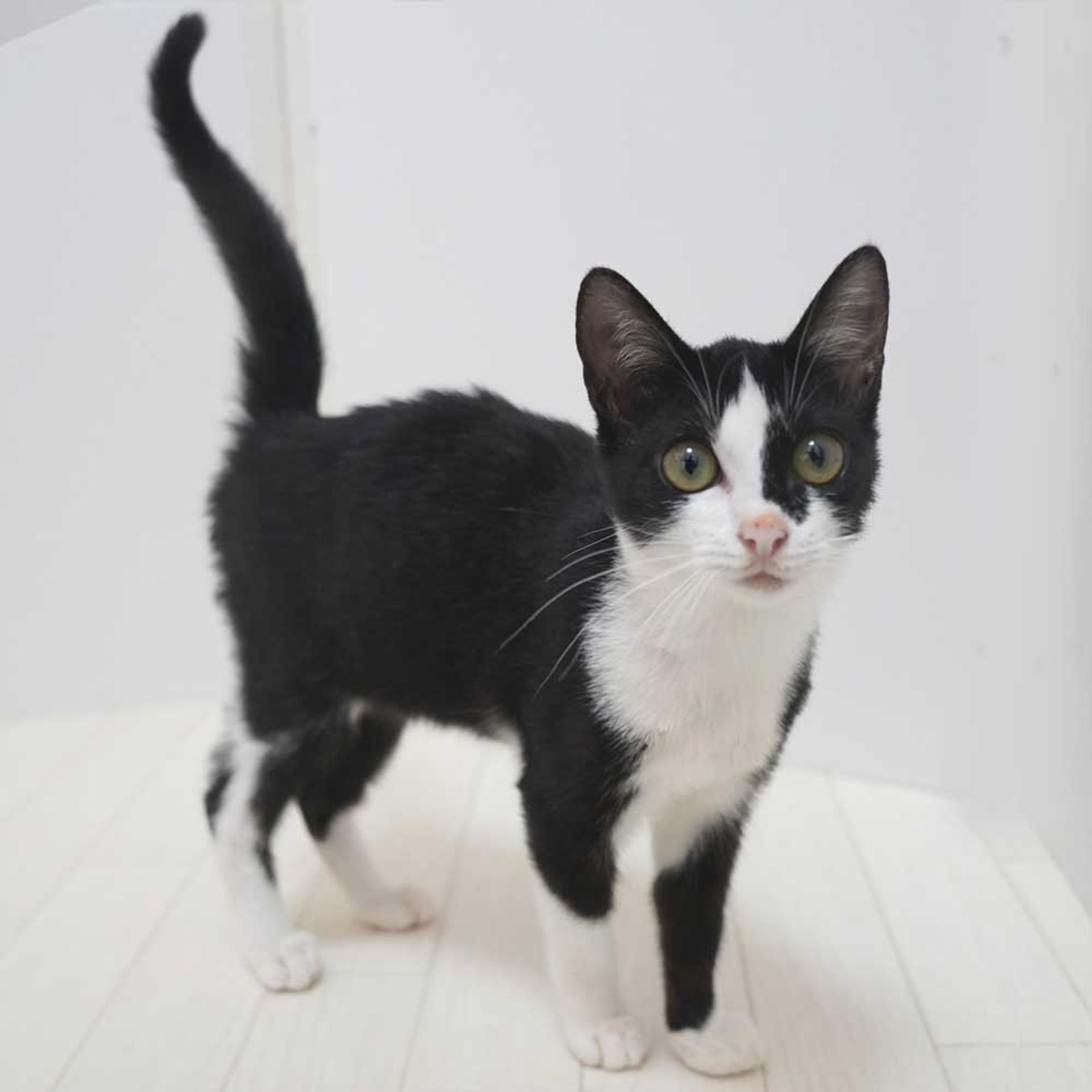 pet-image-2