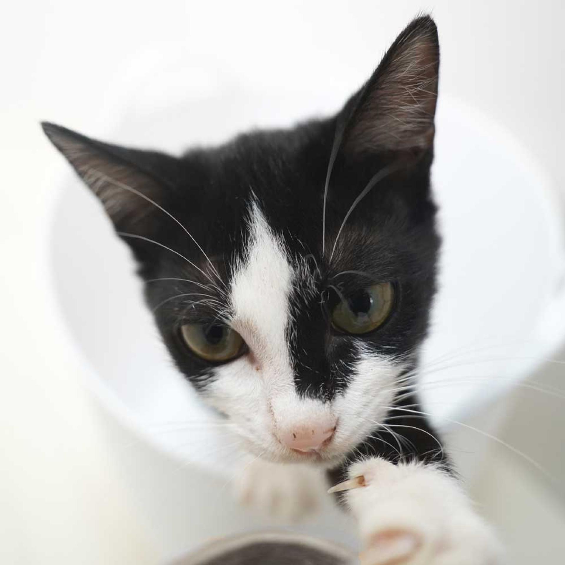 pet-image-4