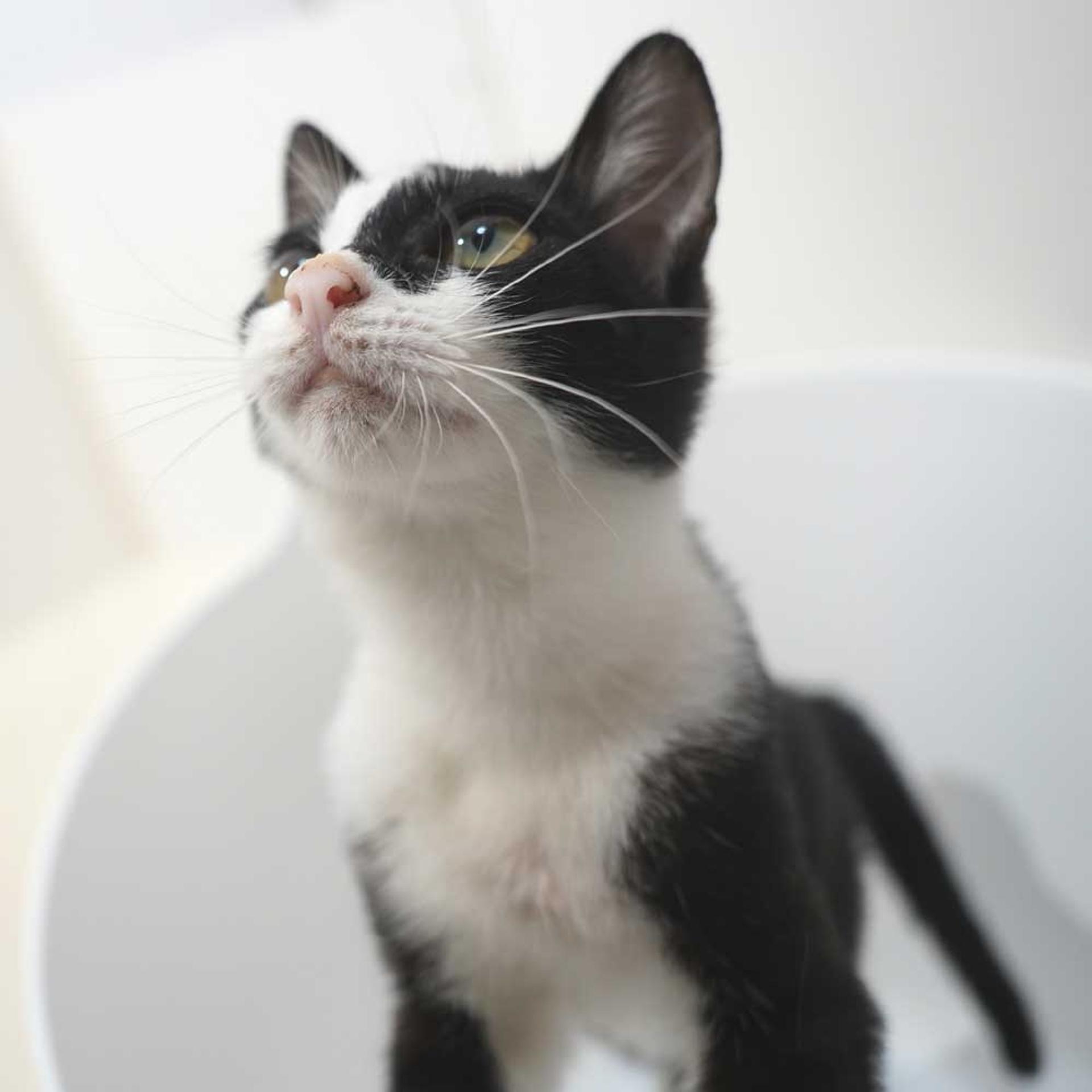 pet-image-5