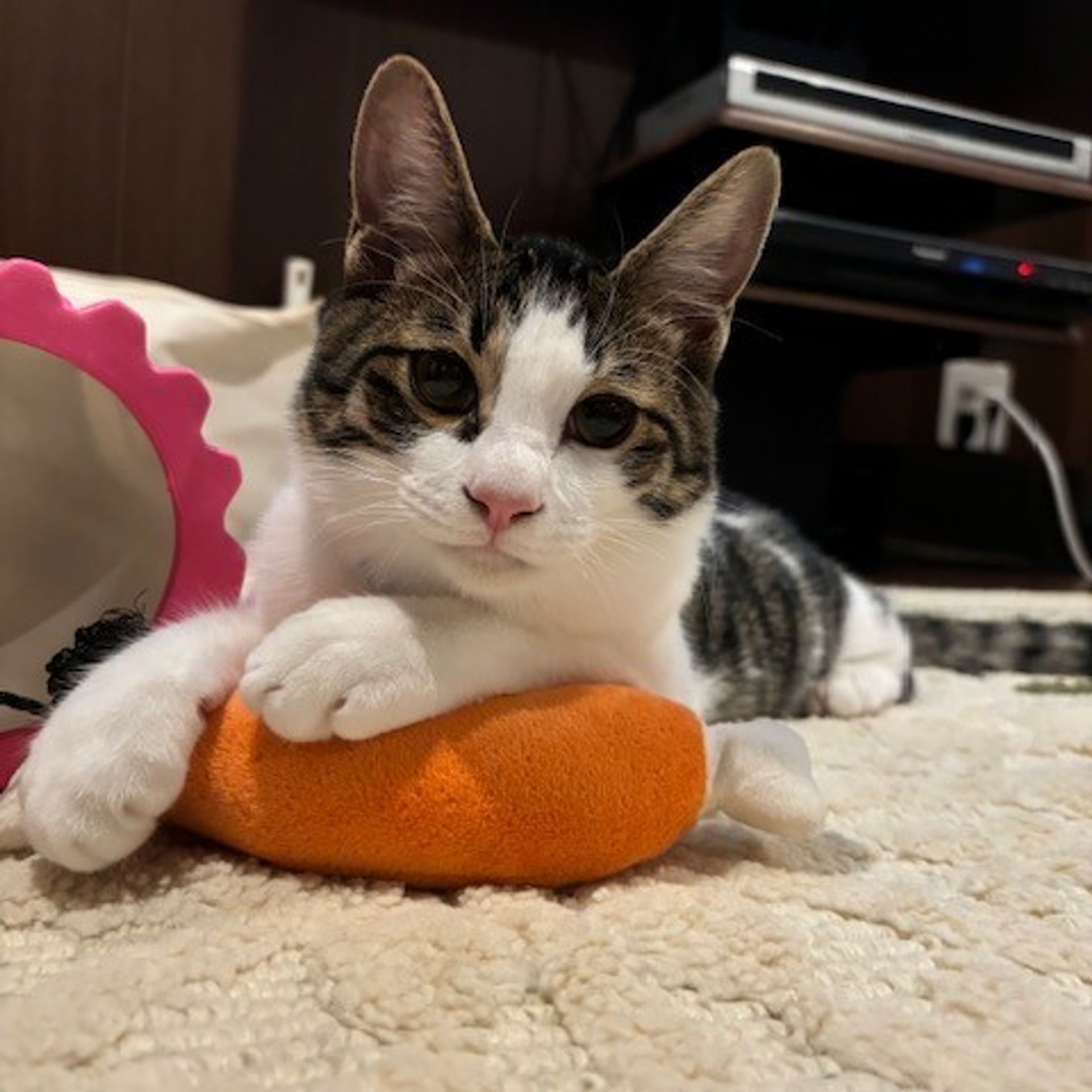 雑種（ミックス猫）・オスの里親募集の写真
