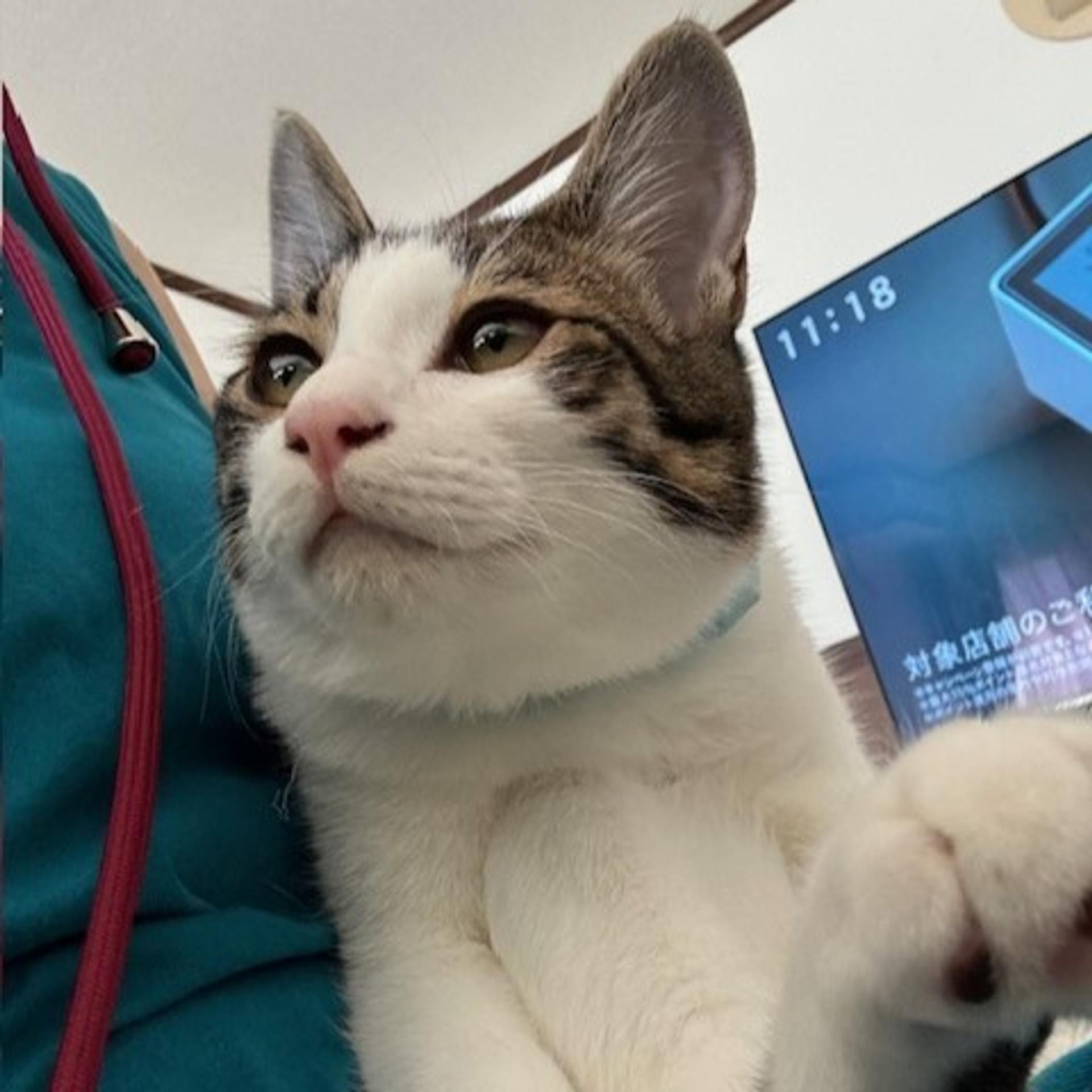 pet-image-2