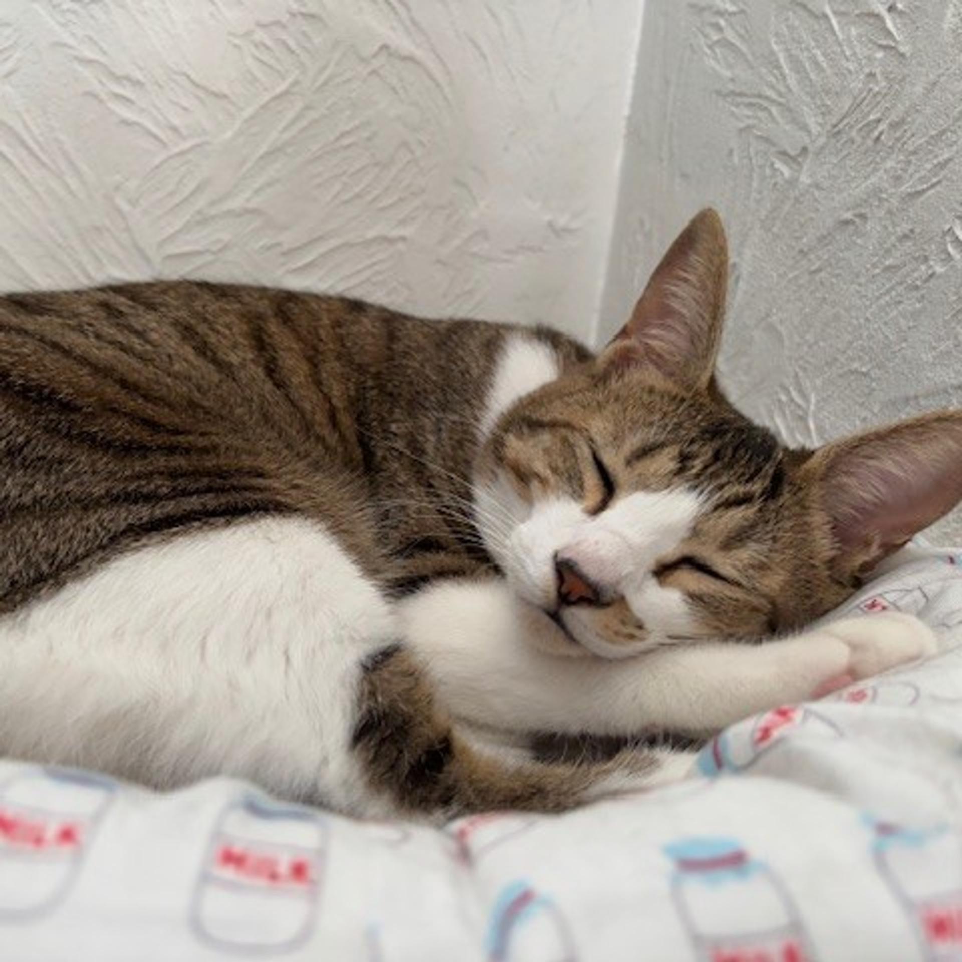 pet-image-4