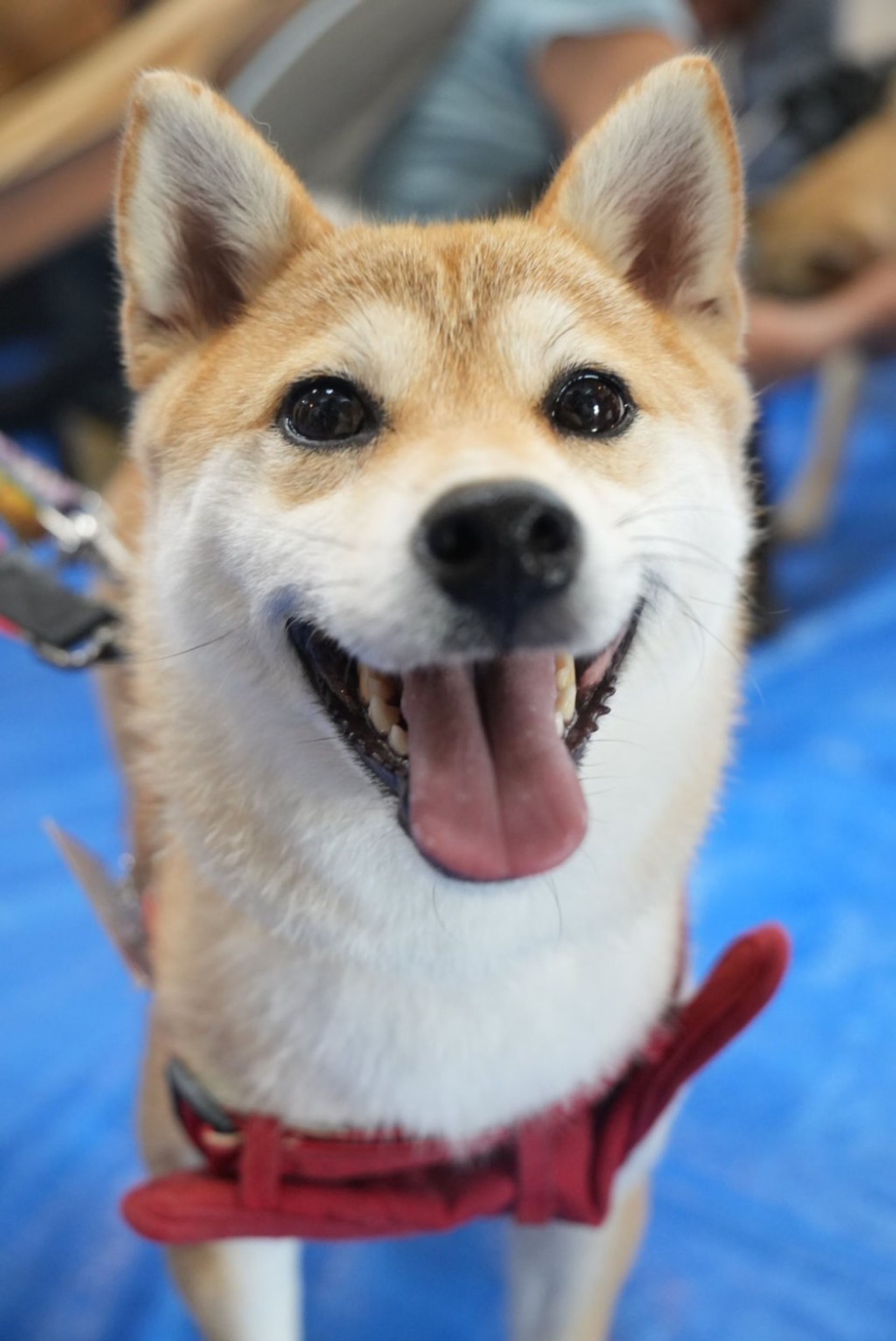 柴犬・メスの里親募集の写真