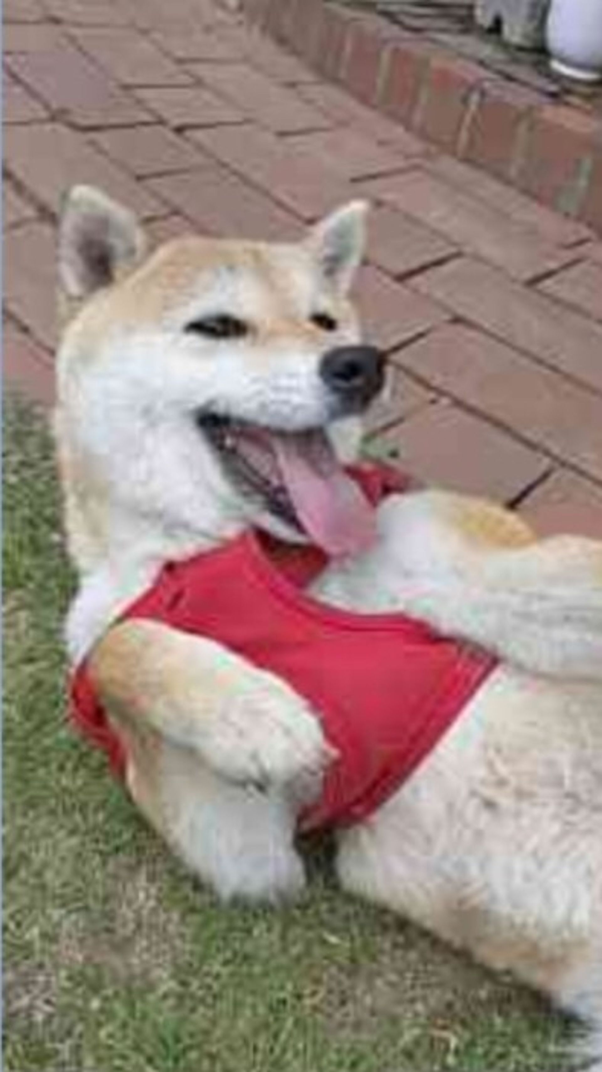柴犬・メスの里親募集の写真