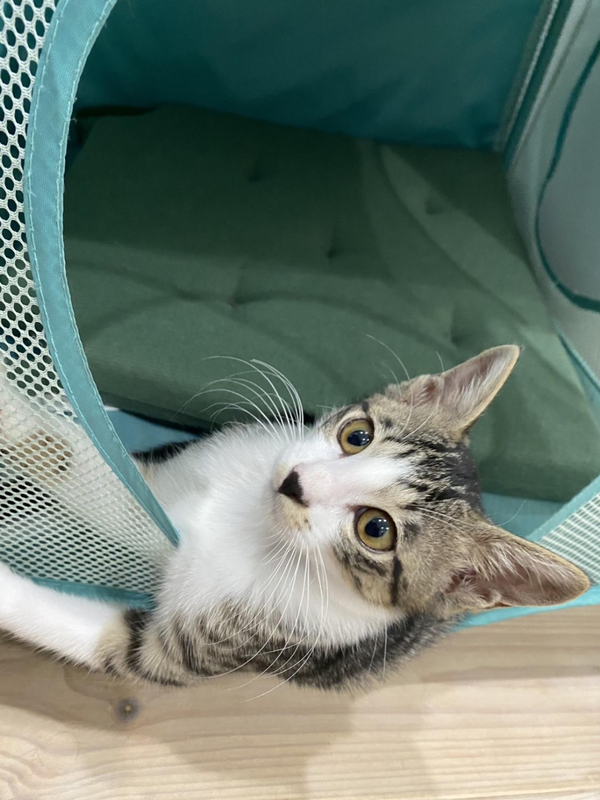 pet-image-5