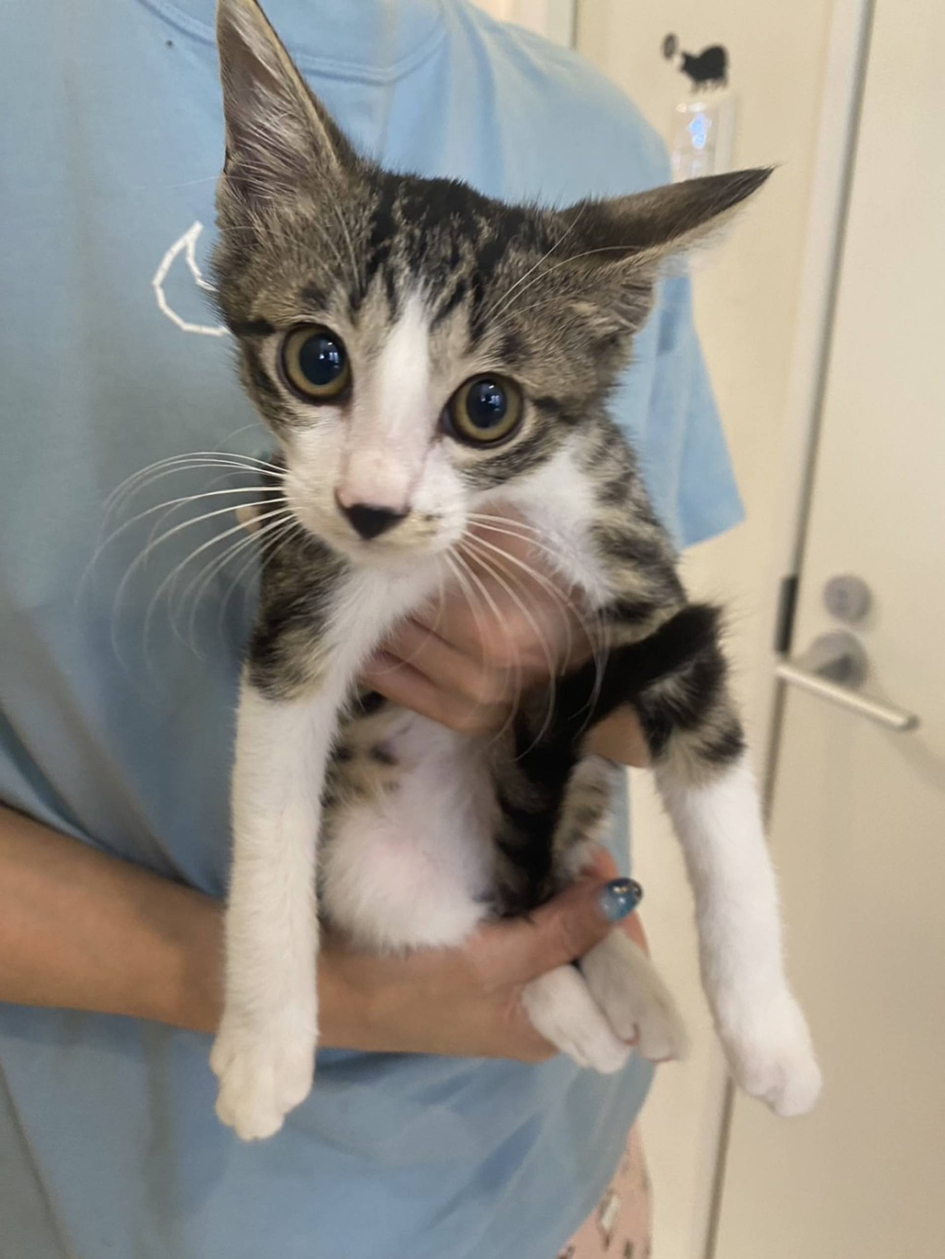 雑種（ミックス猫）・メスの里親募集の写真