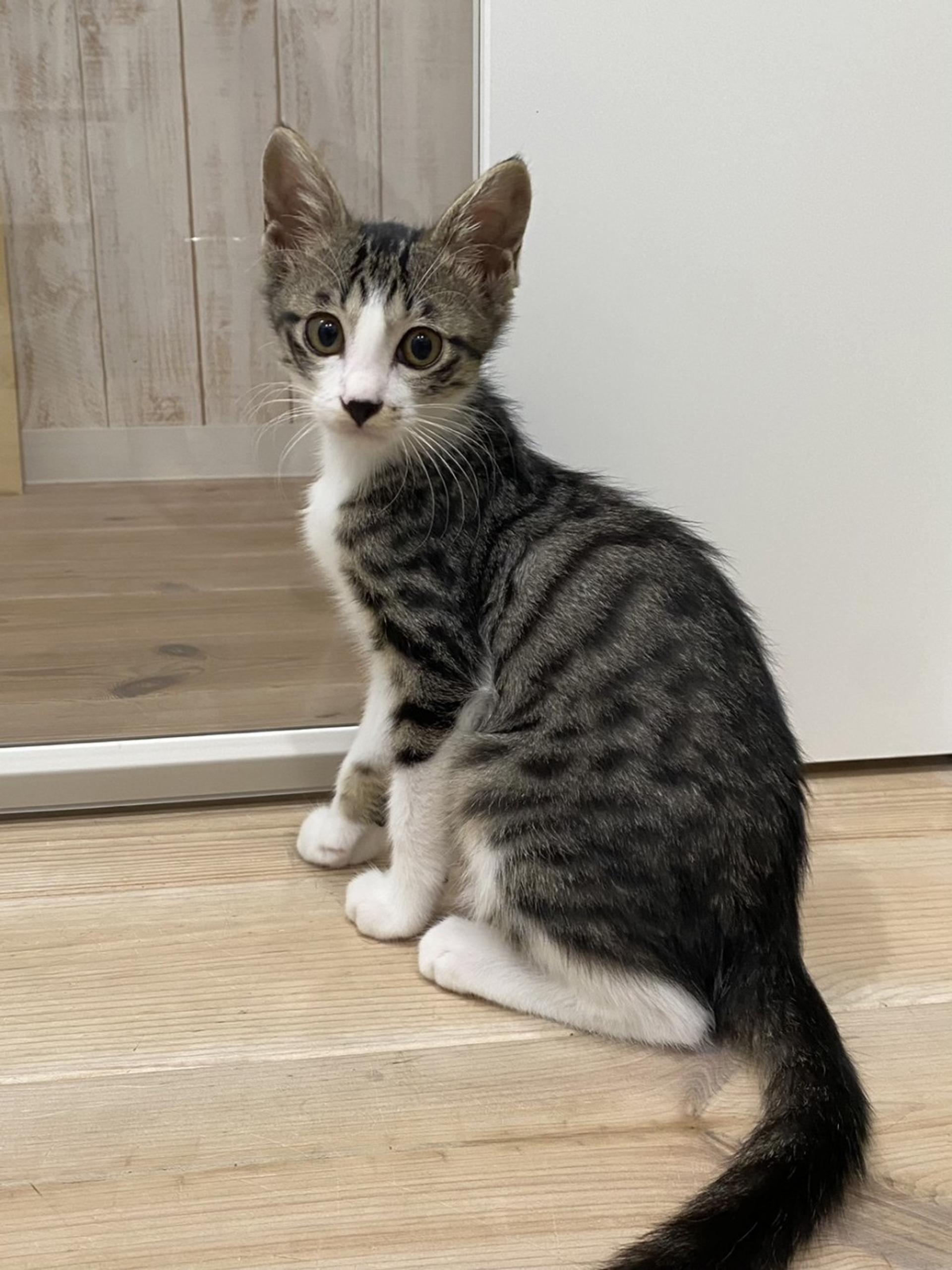 pet-image-2