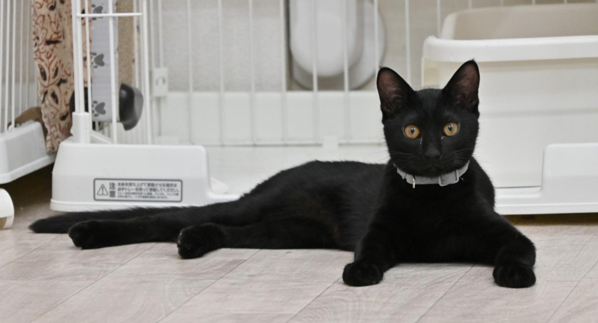 pet-image-4