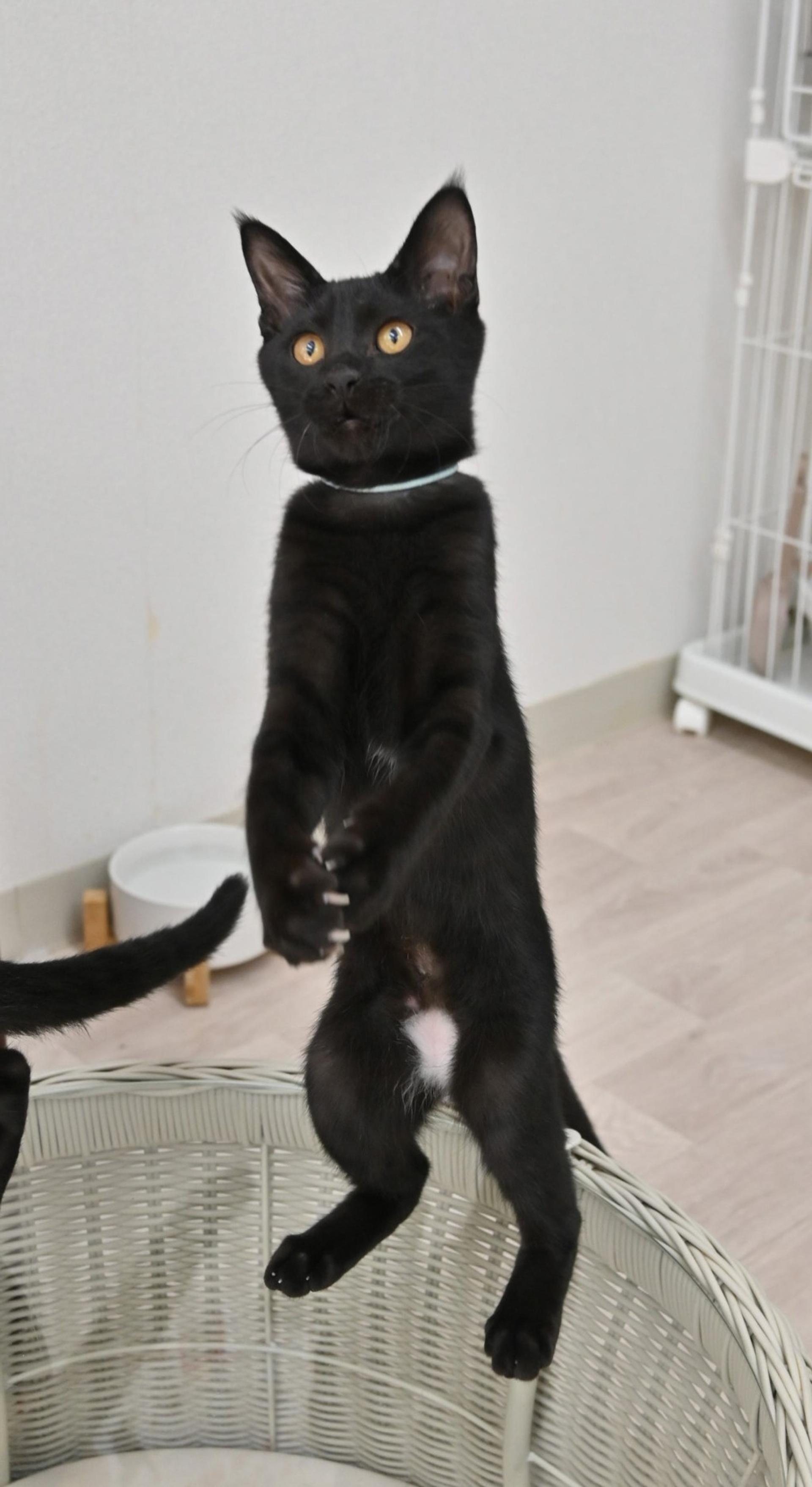 pet-image-3