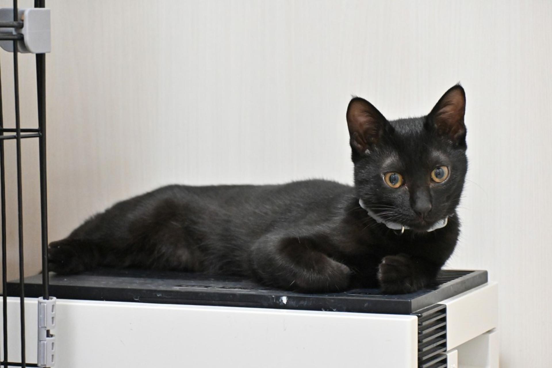 pet-image-2