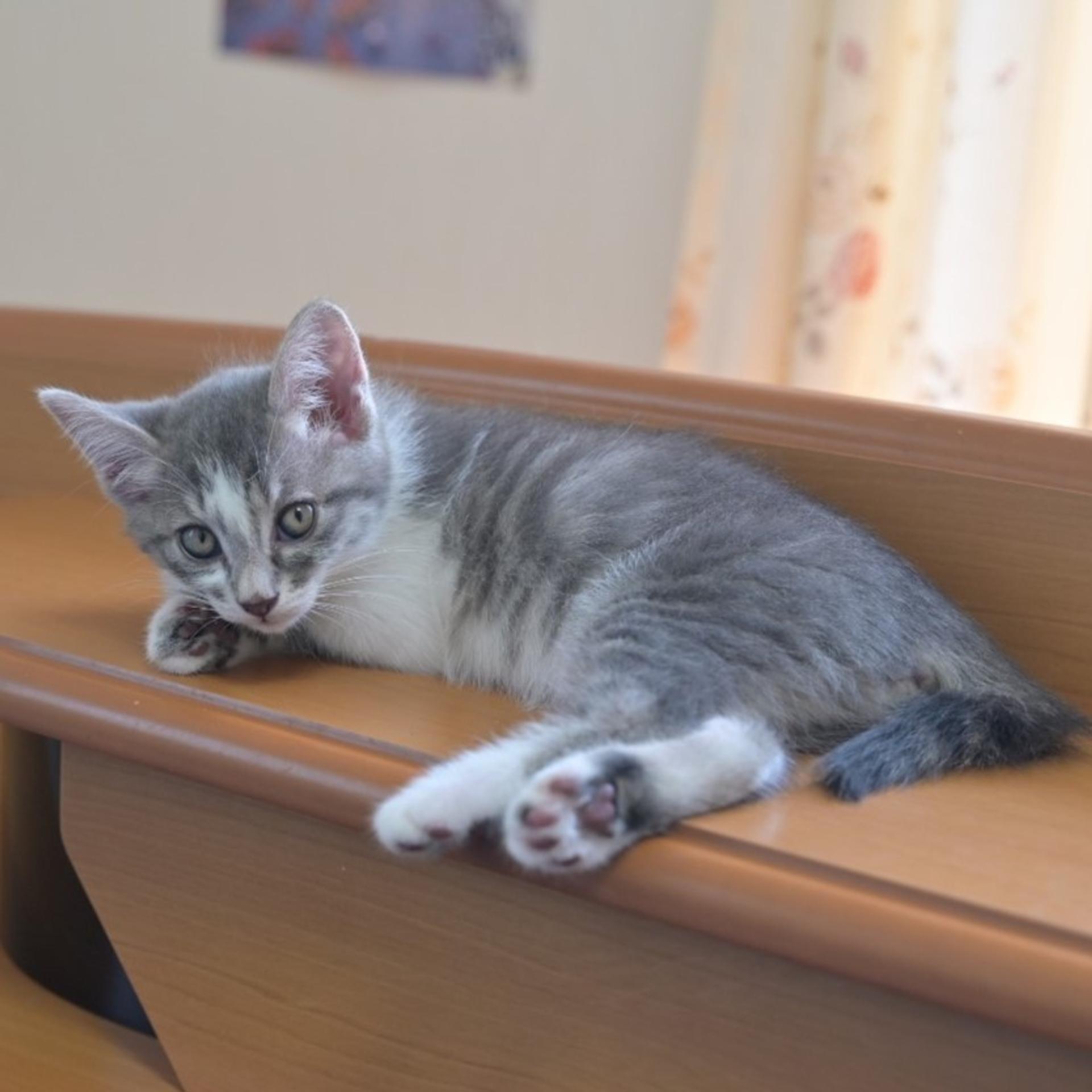 pet-image-5