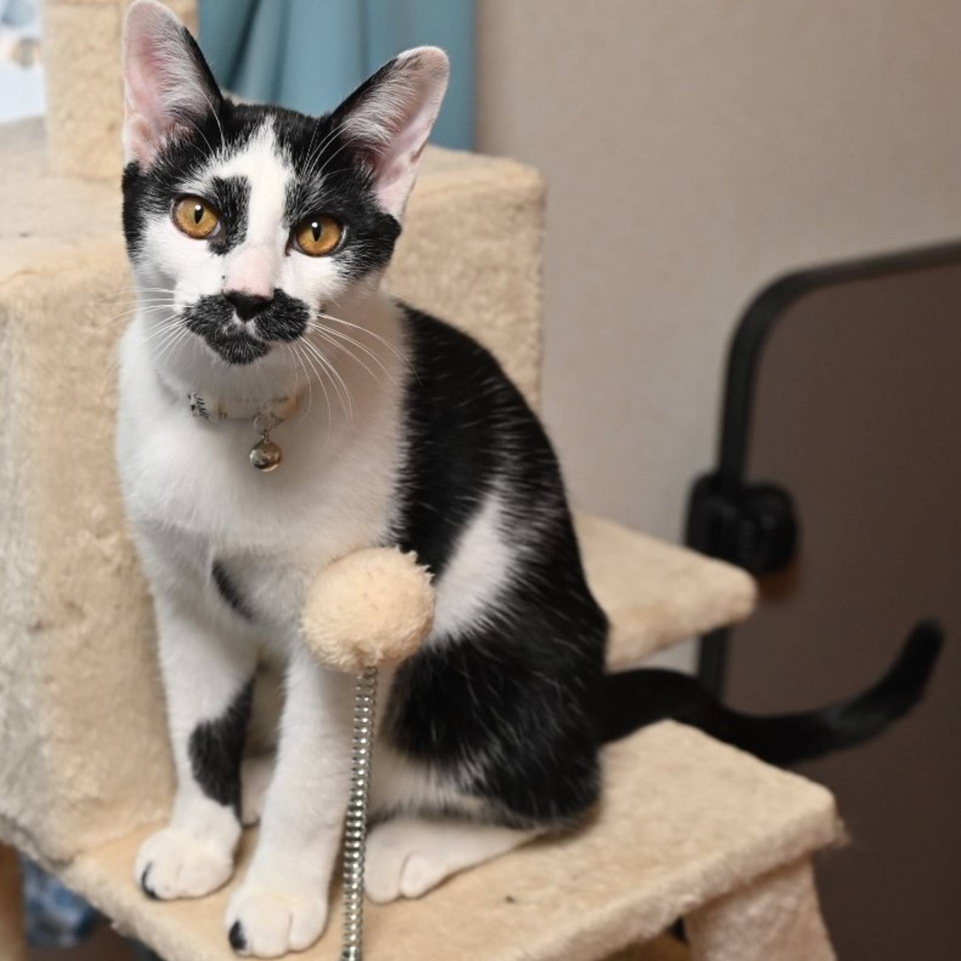 雑種（ミックス猫）・オスの里親募集の写真