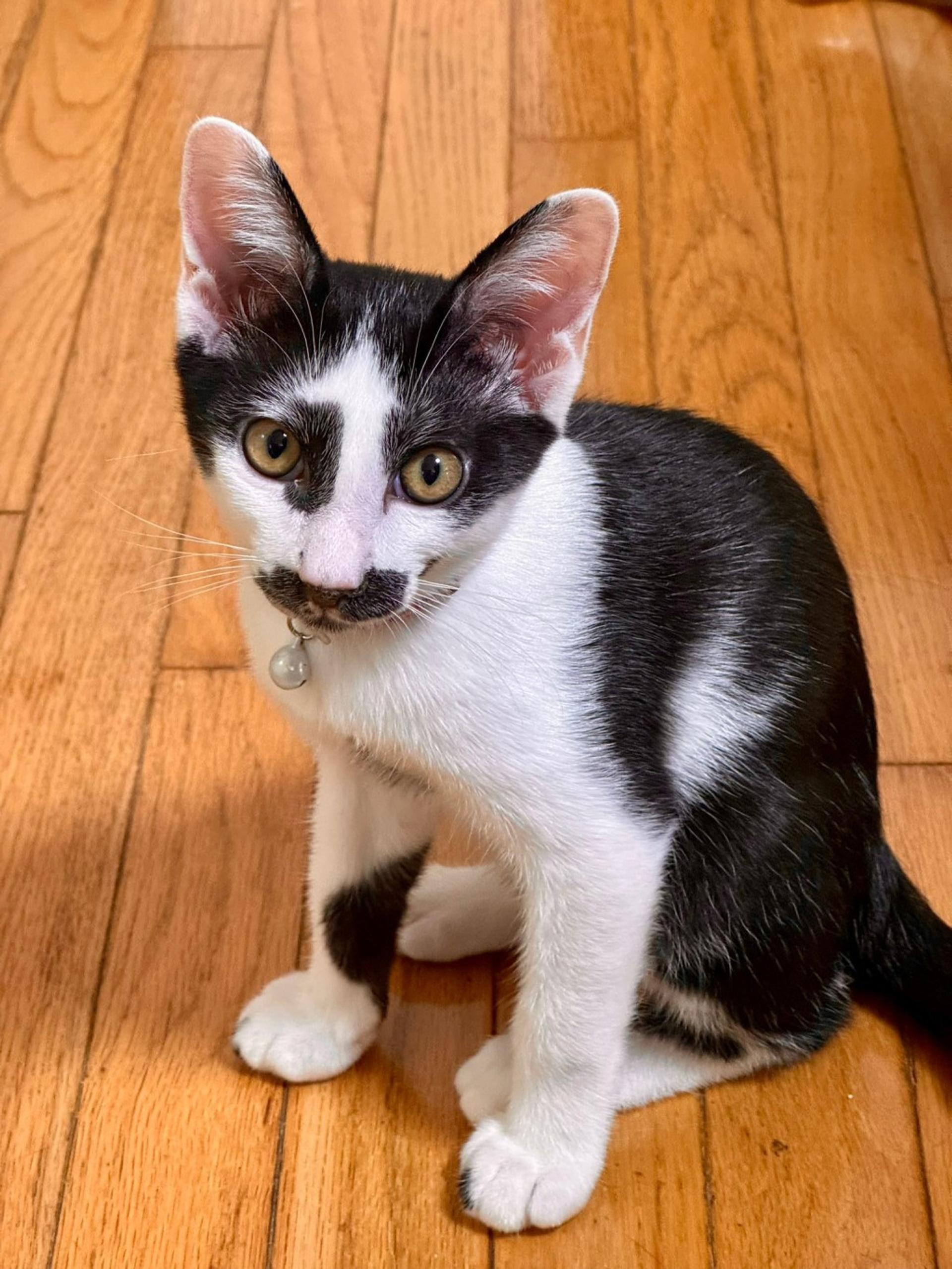 pet-image-3