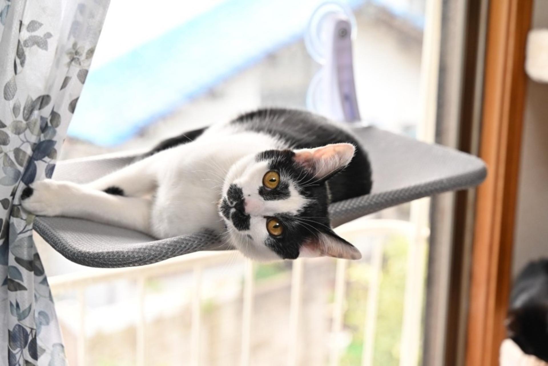pet-image-2