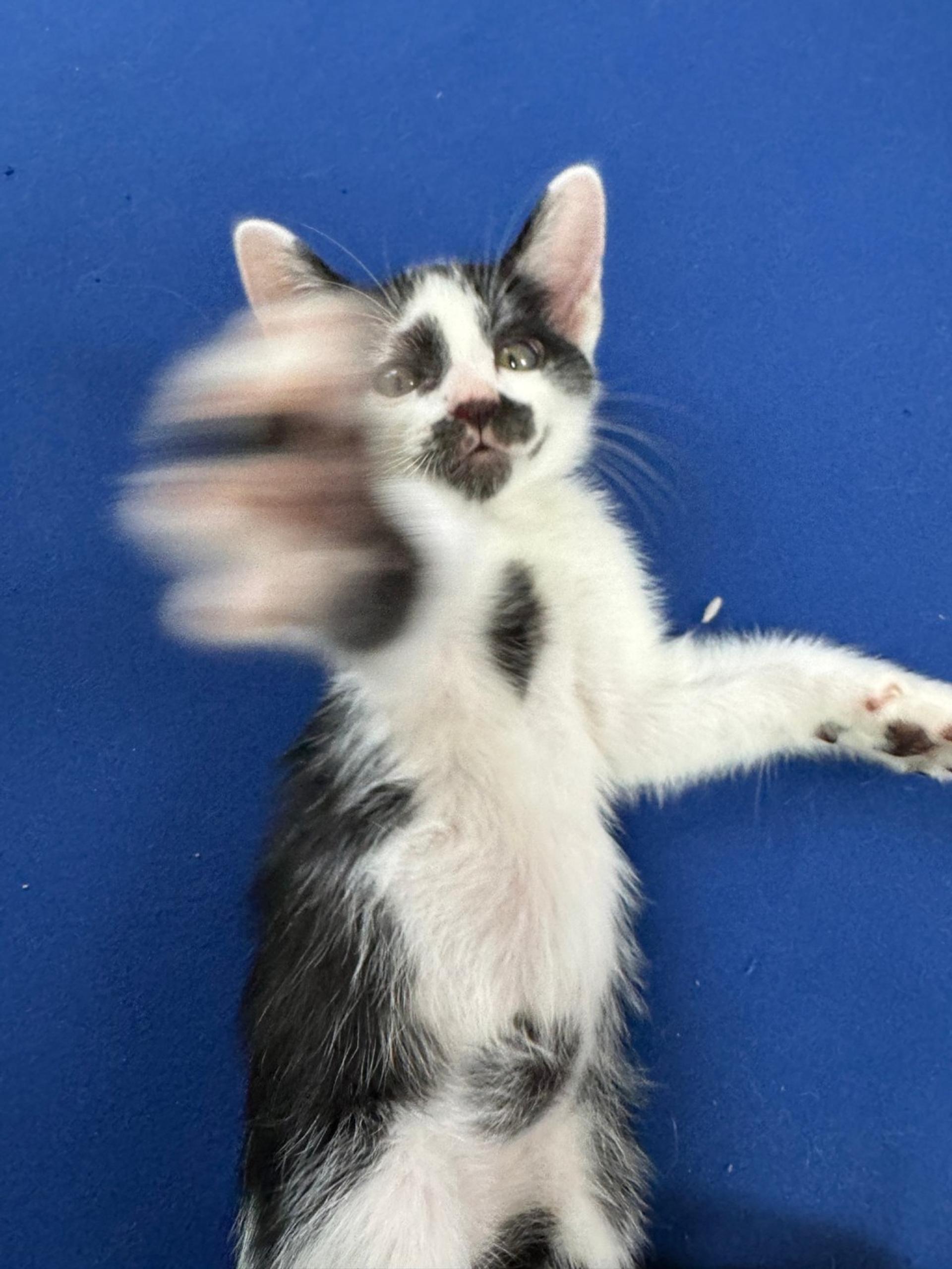 pet-image-9