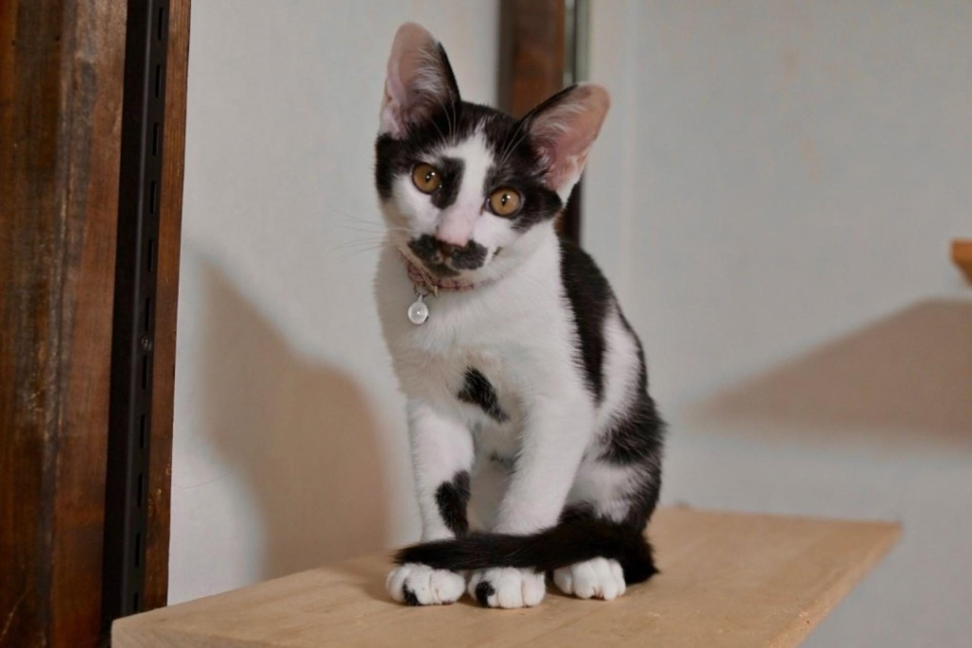 pet-image-5