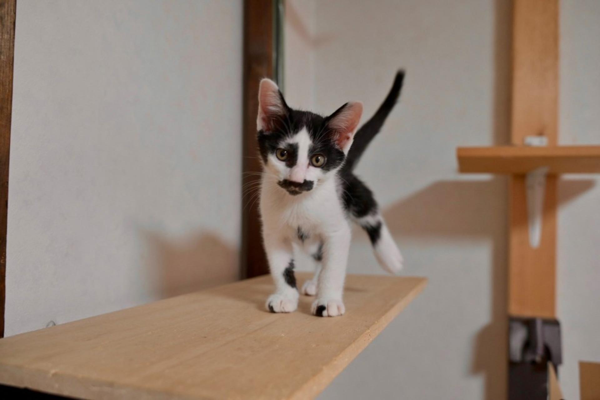 pet-image-7