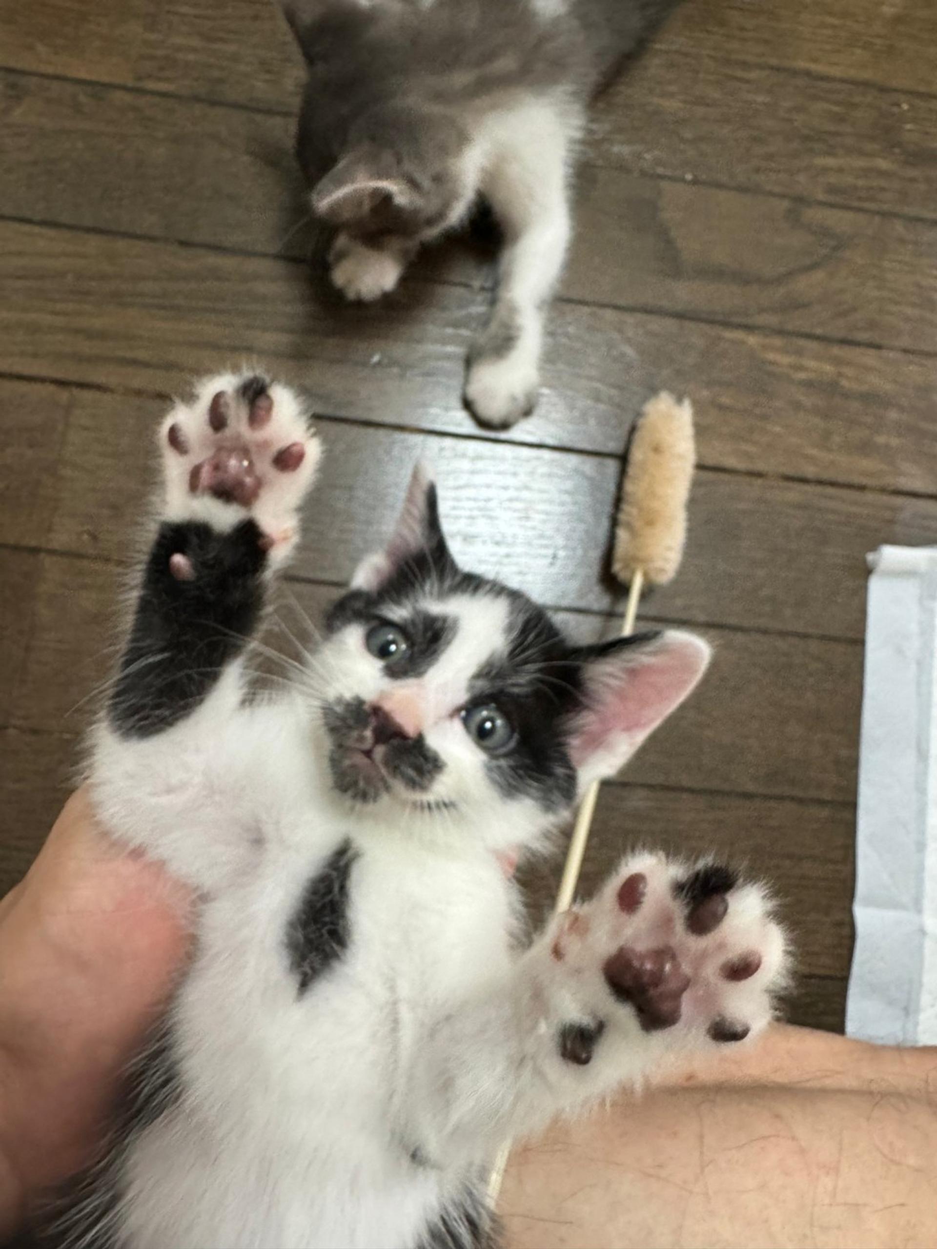 pet-image-8
