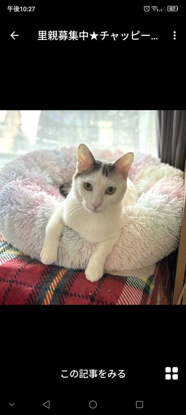 雑種（ミックス猫）・オスの里親募集の写真