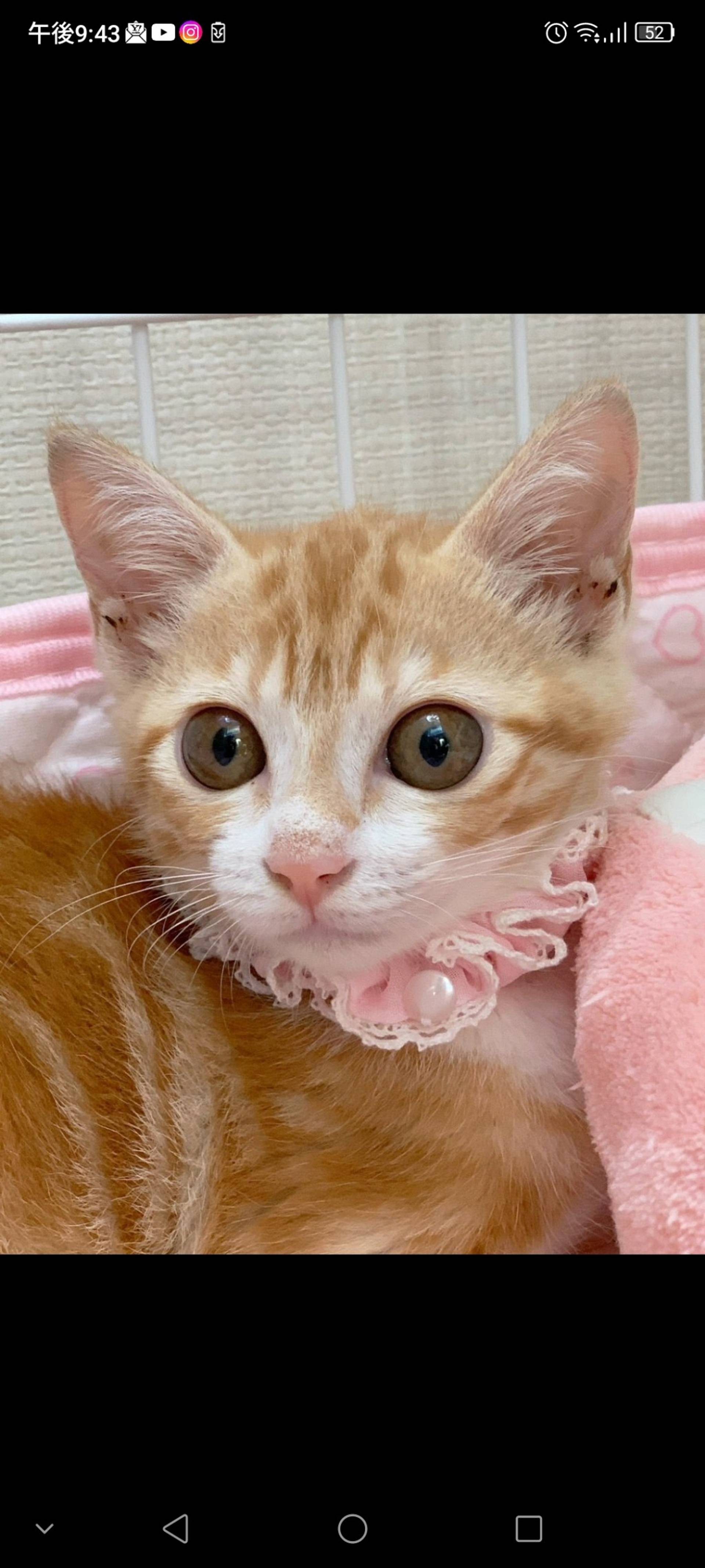 雑種（ミックス猫）・メスの里親募集の写真