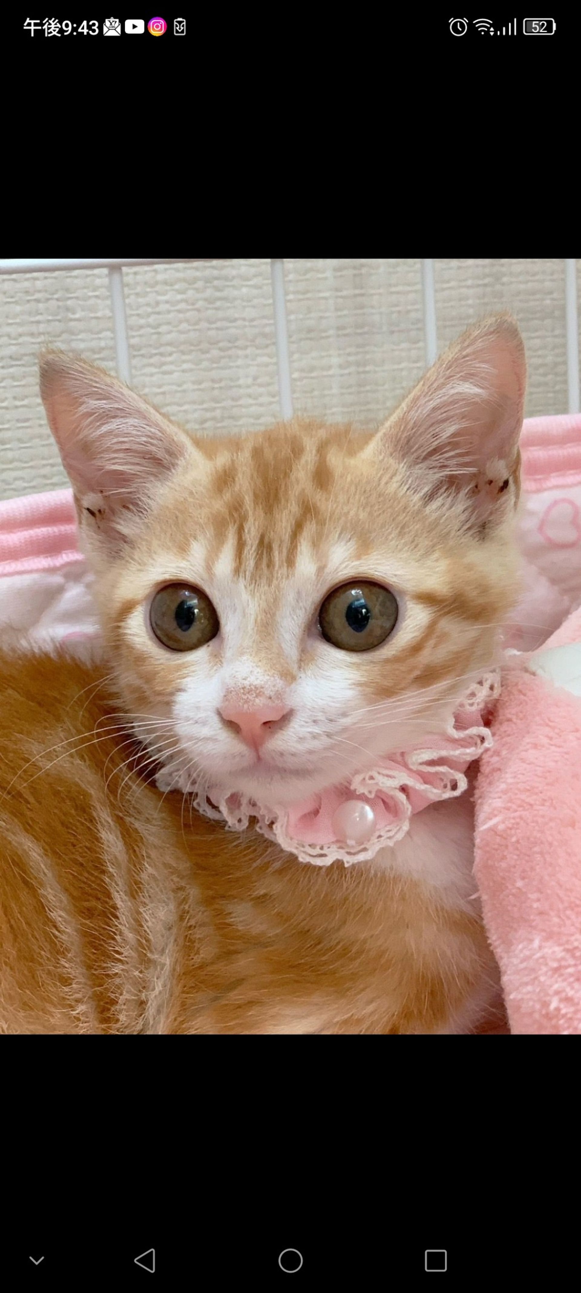 雑種（ミックス猫）・メスの里親募集の写真