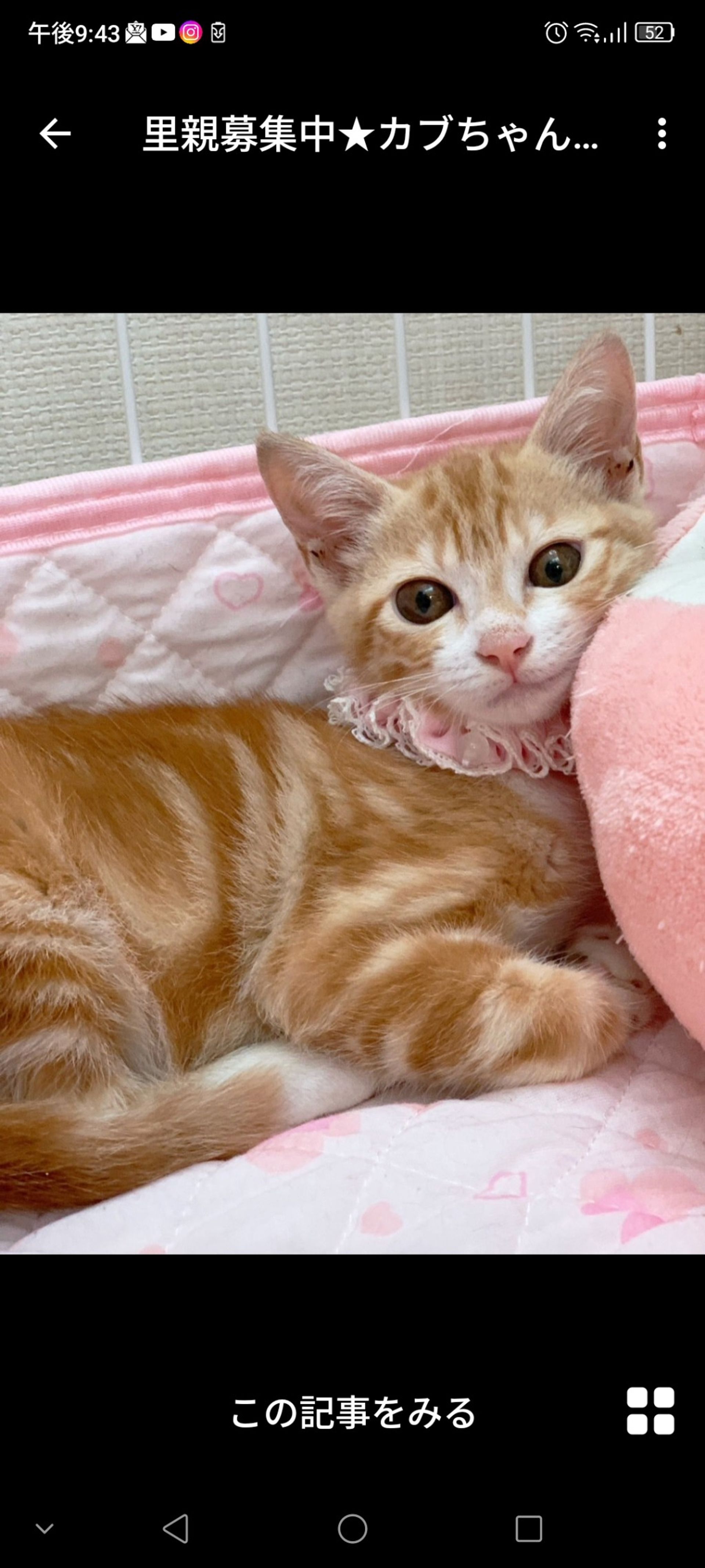 雑種（ミックス猫）・メスの里親募集の写真