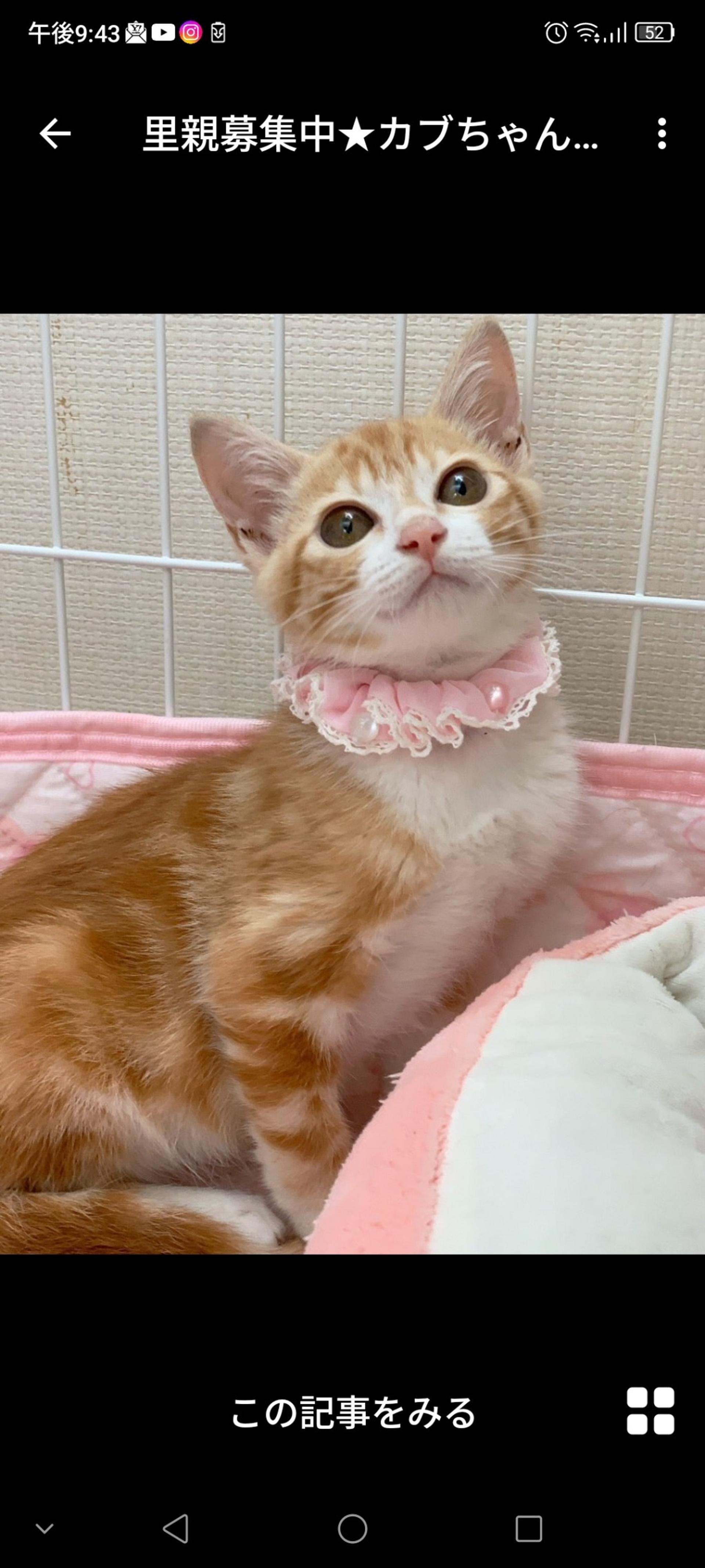 pet-image-3