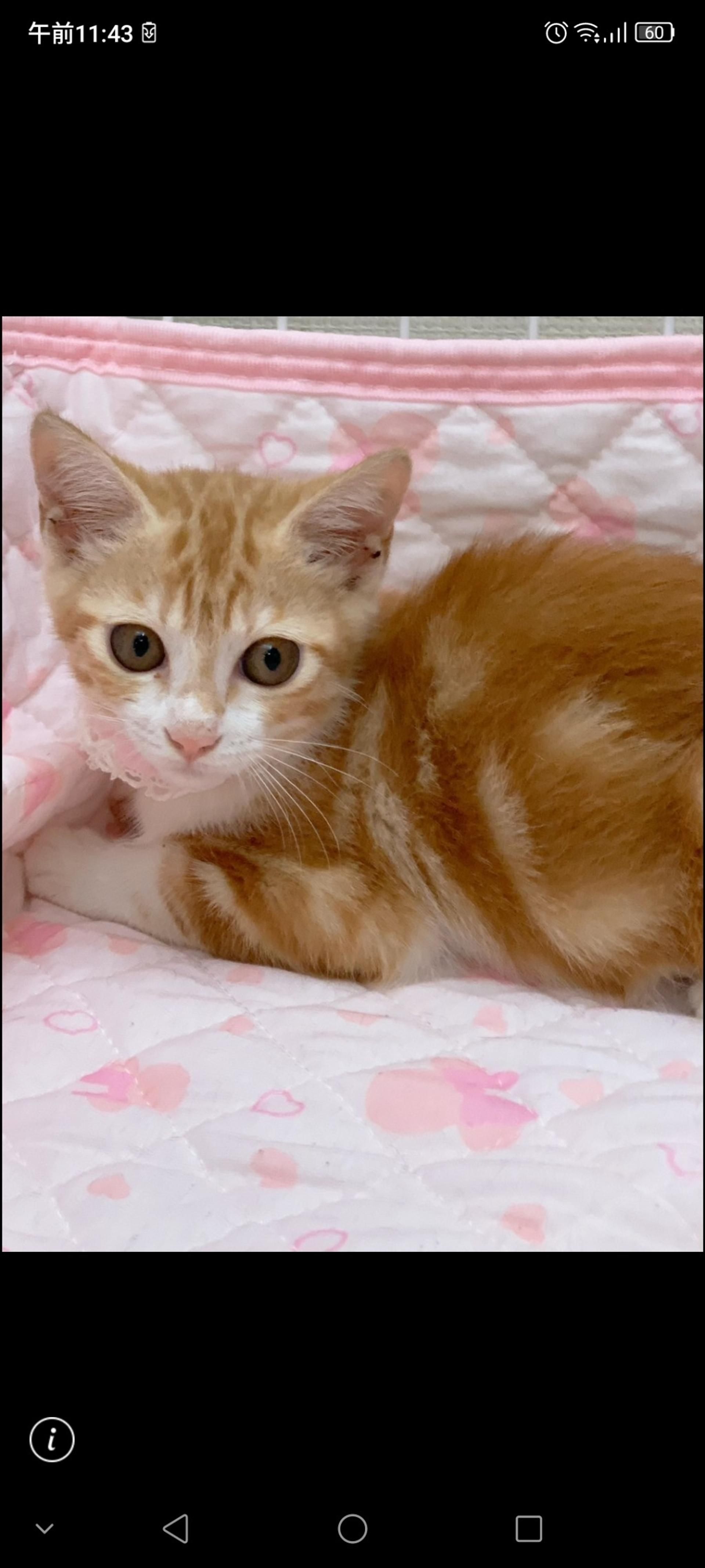 pet-image-4