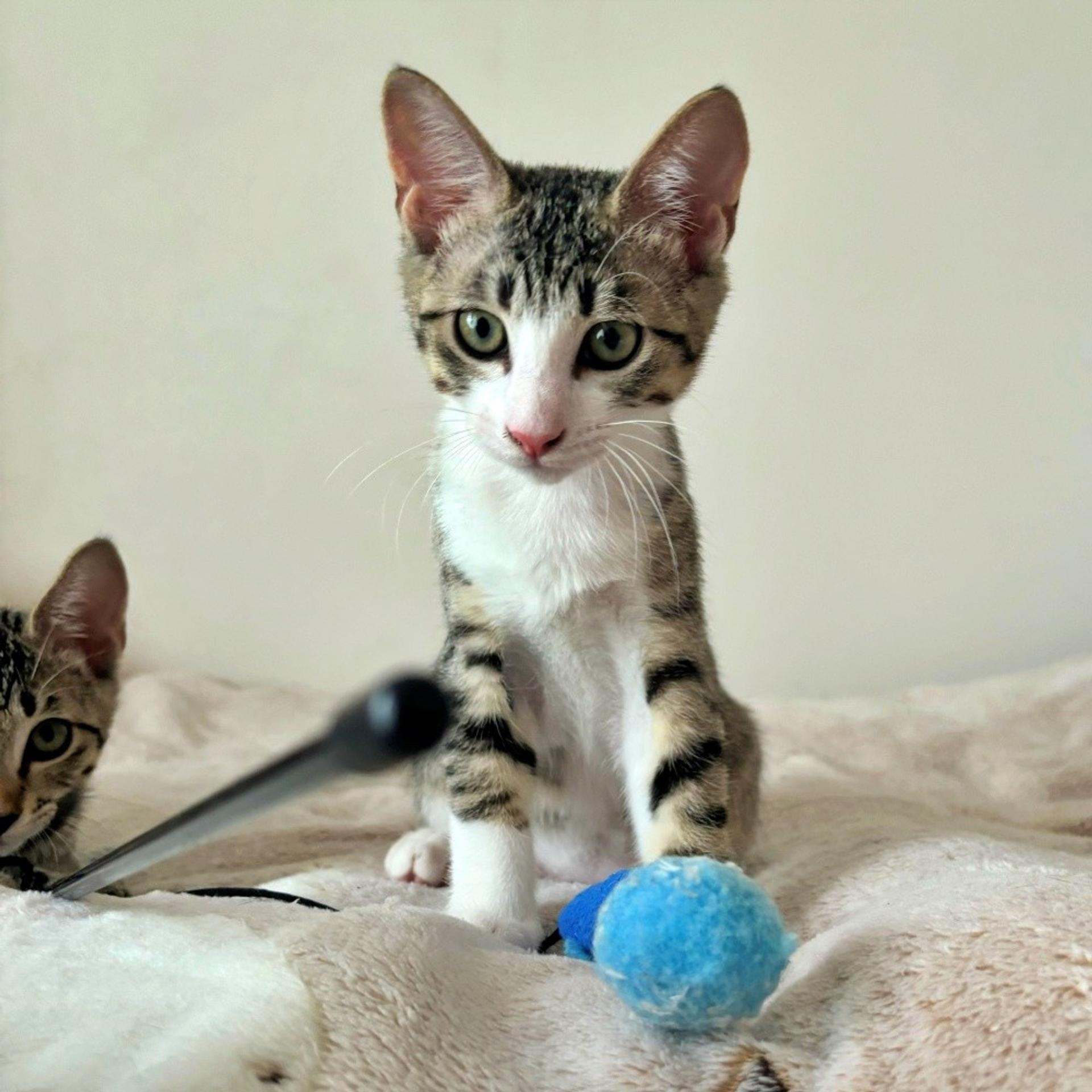 pet-image-5
