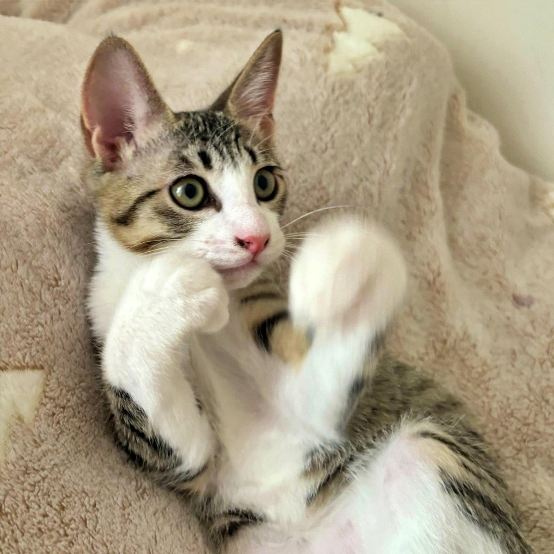 pet-image-6