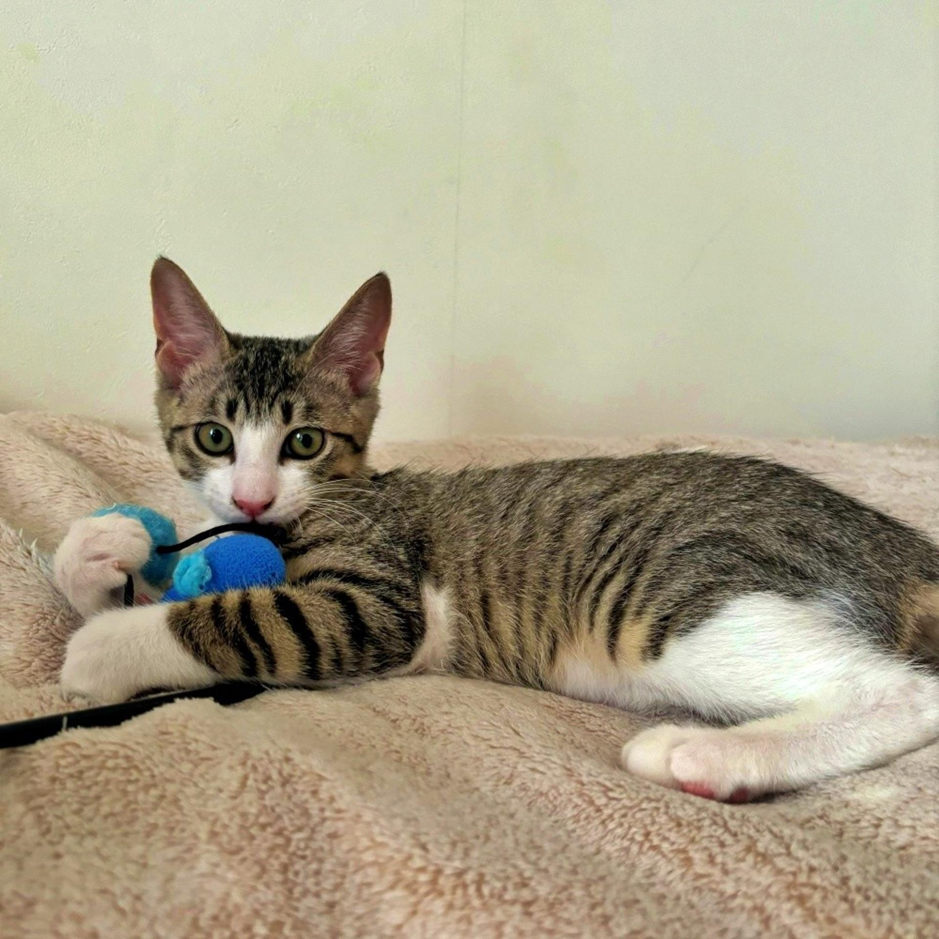 pet-image-7