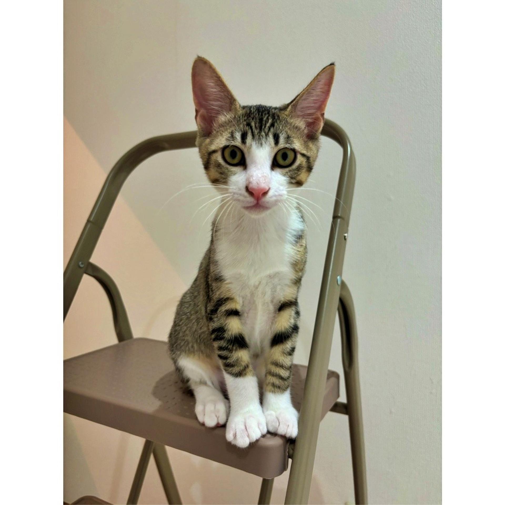 pet-image-3