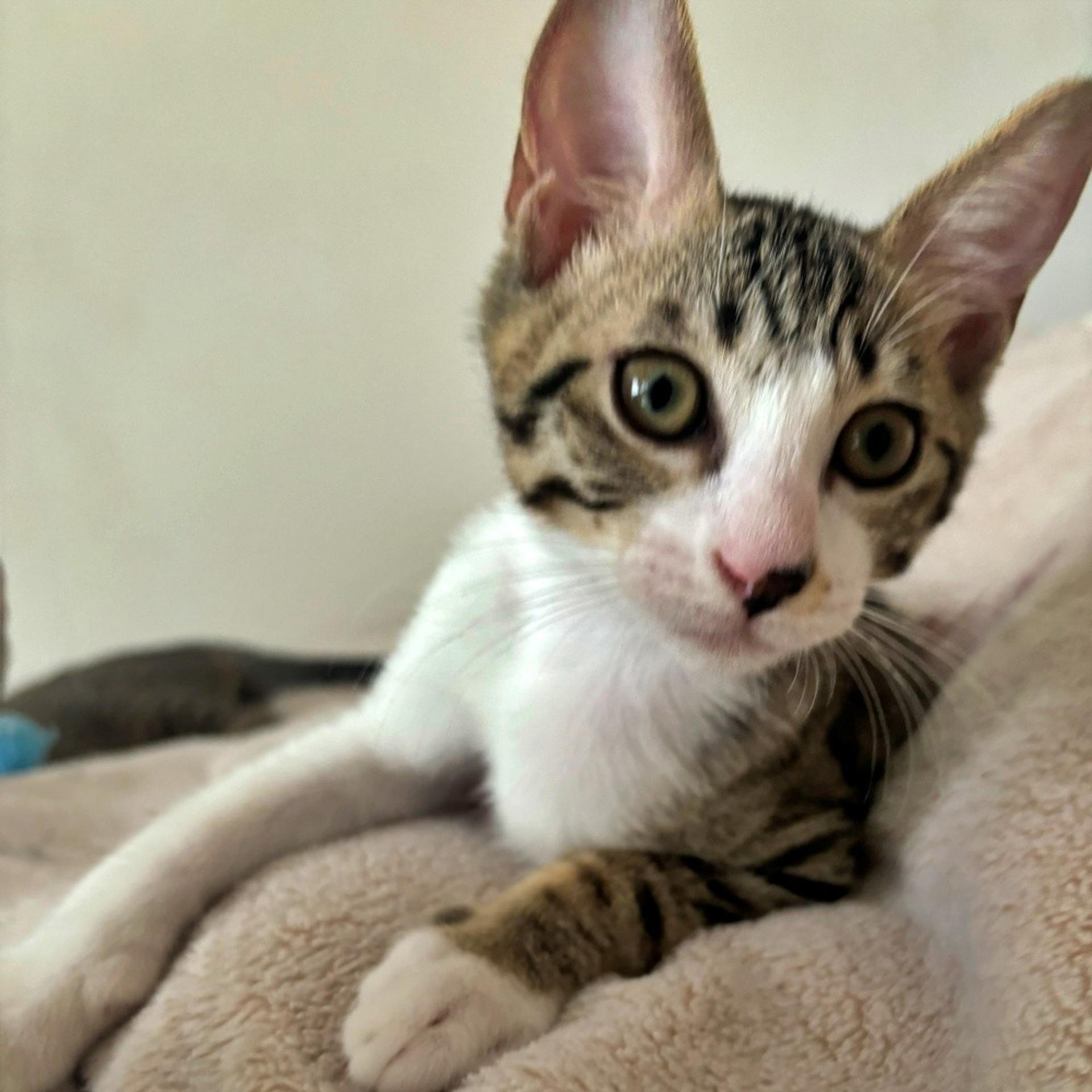 pet-image-3