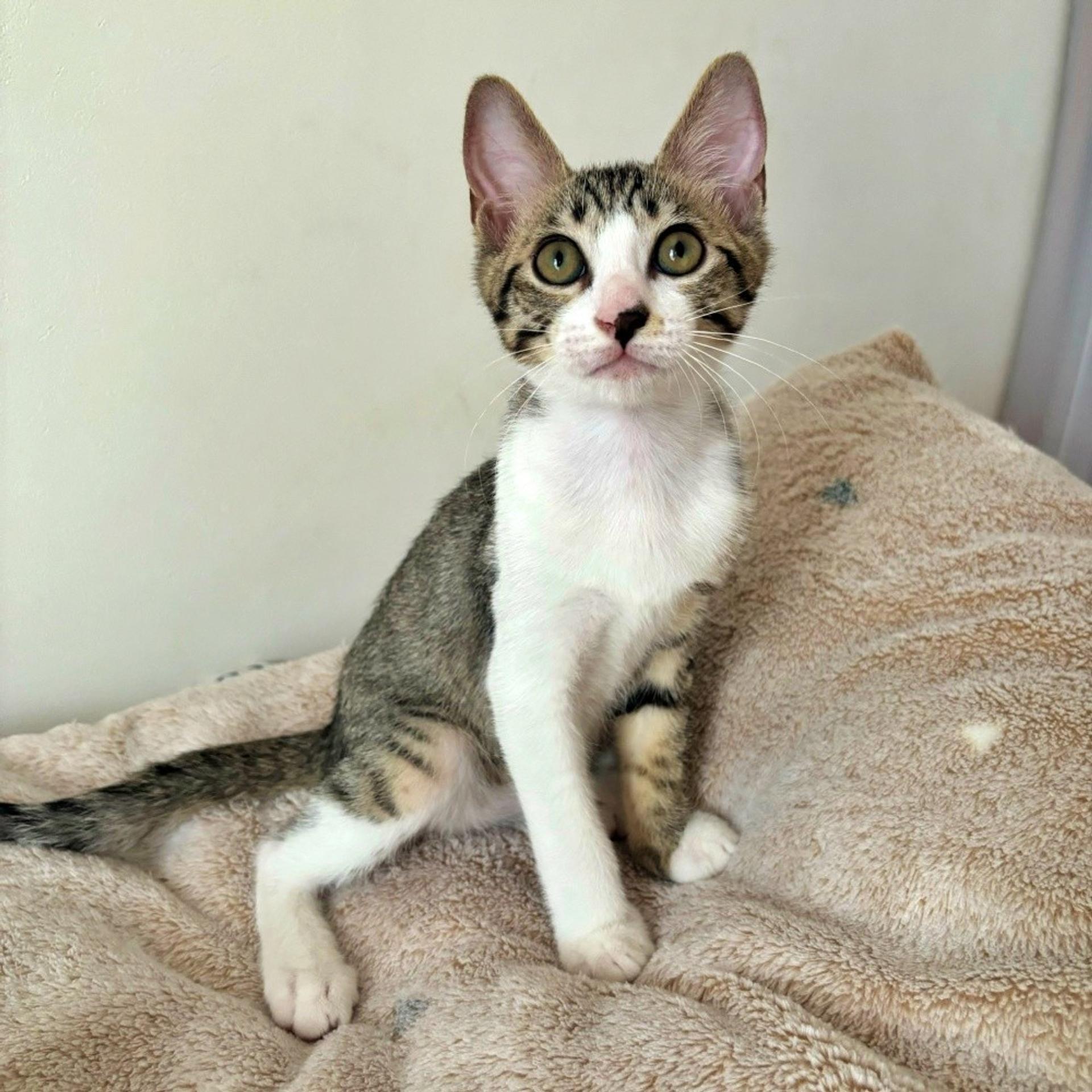 pet-image-5
