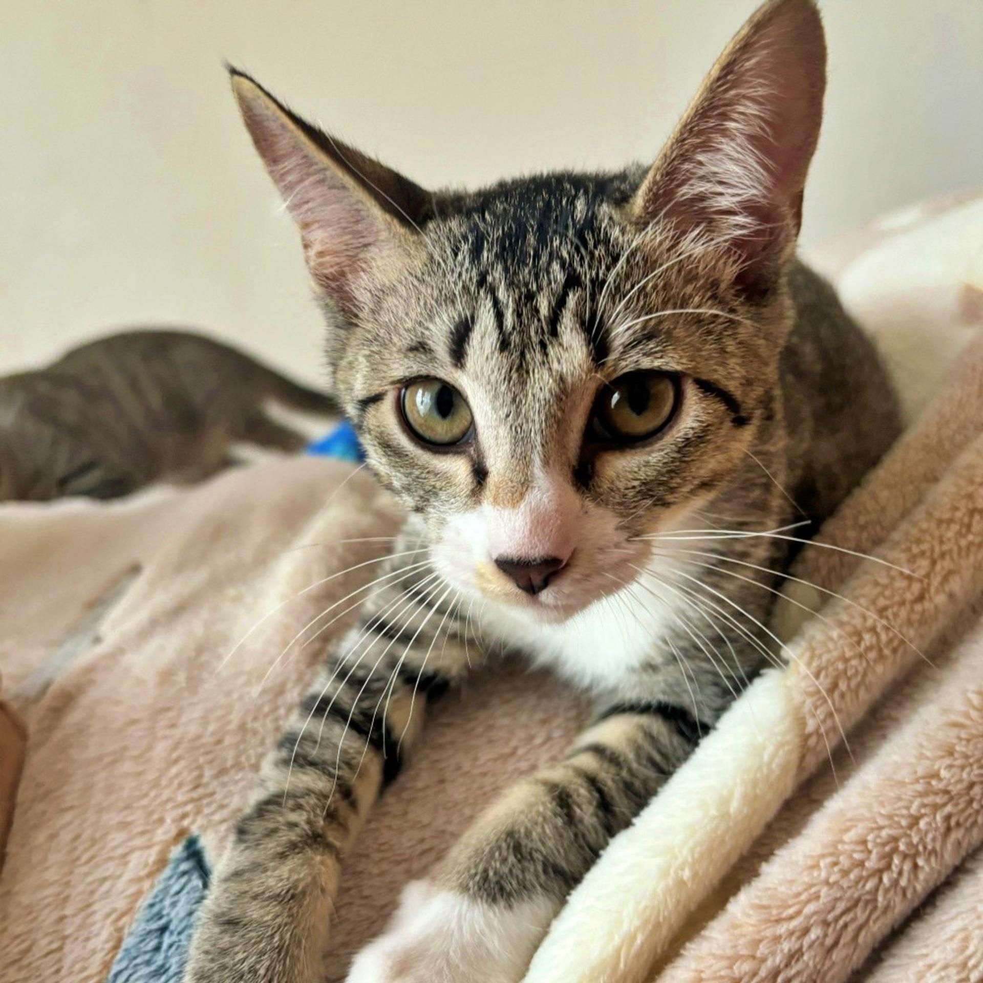 pet-image-4