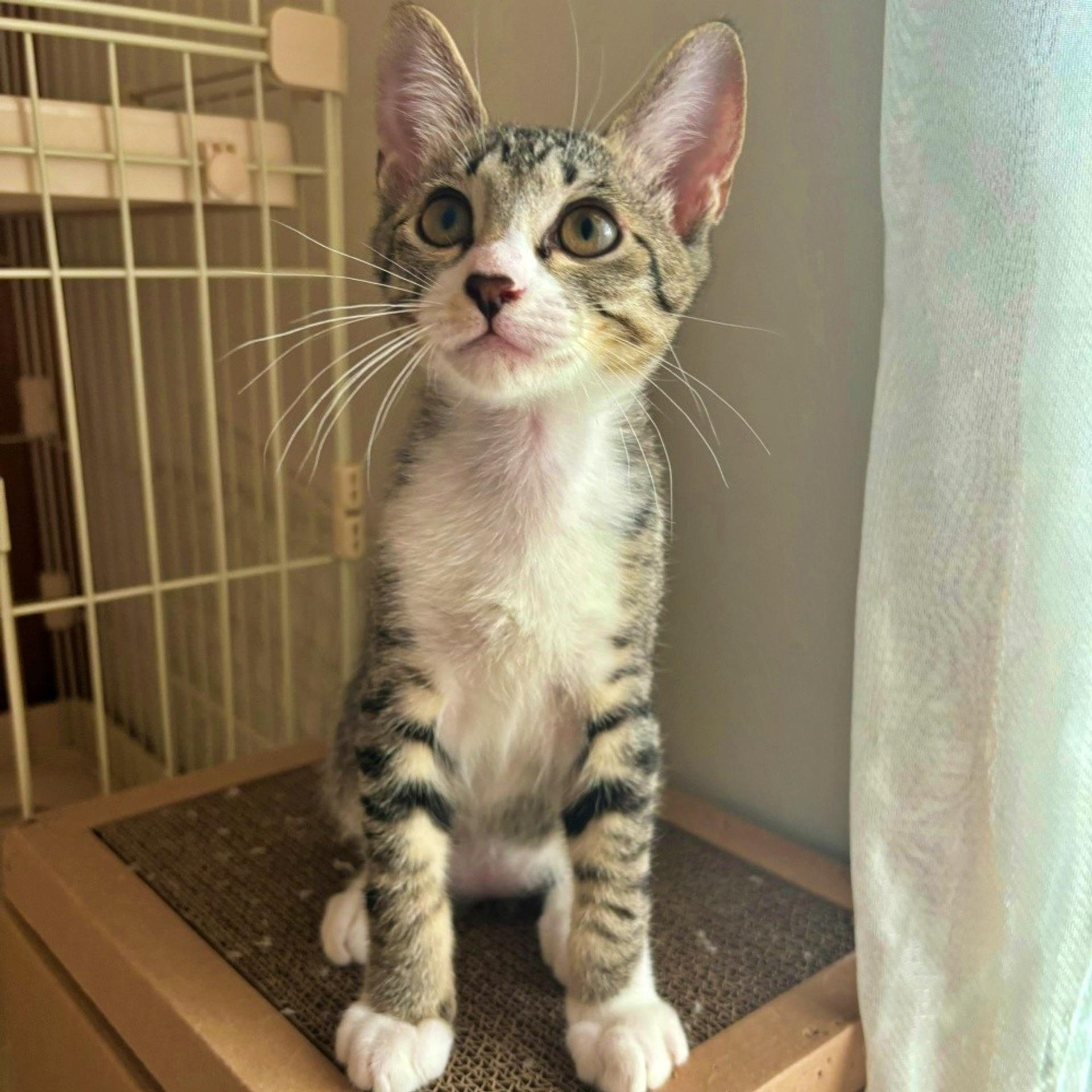 pet-image-5