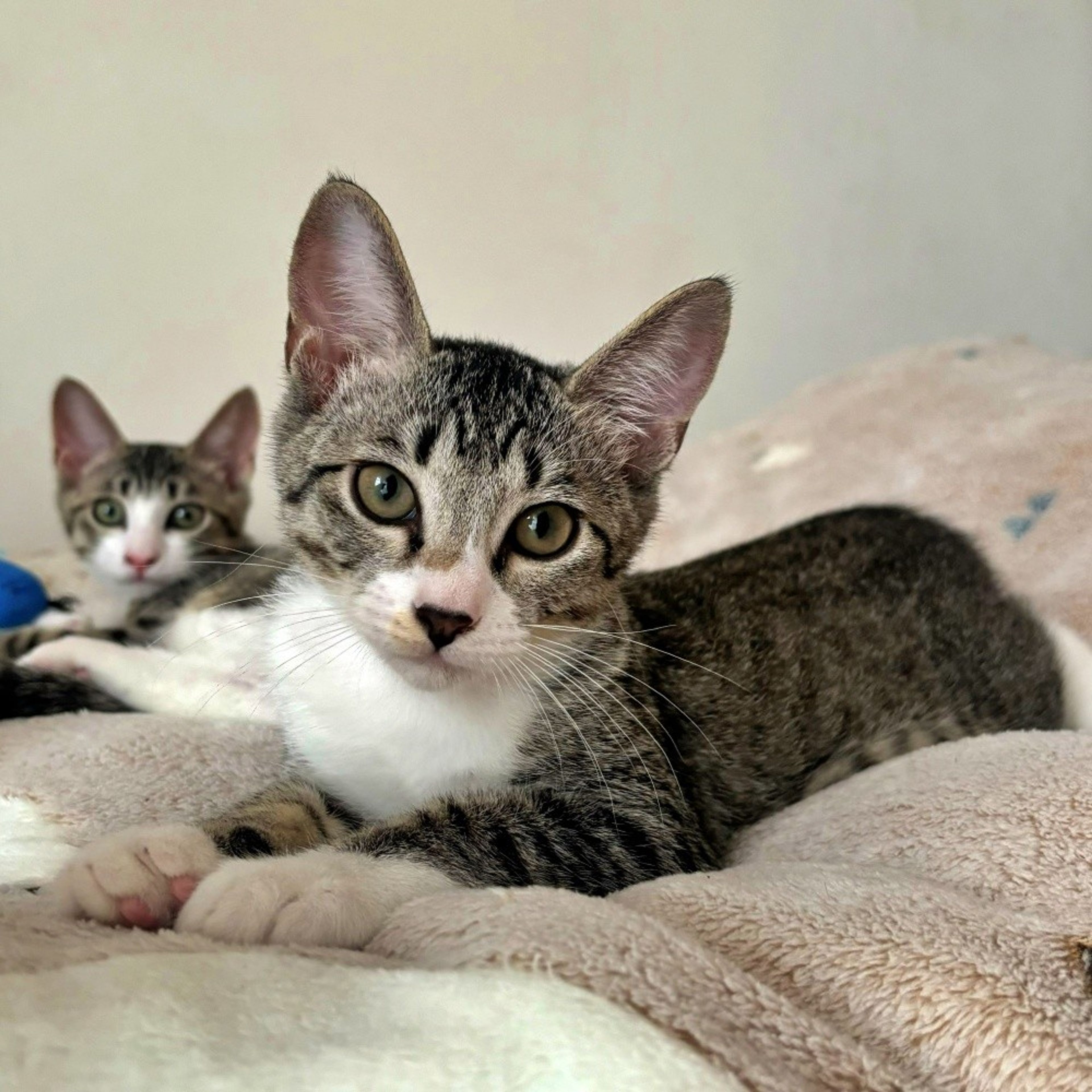 pet-image-6