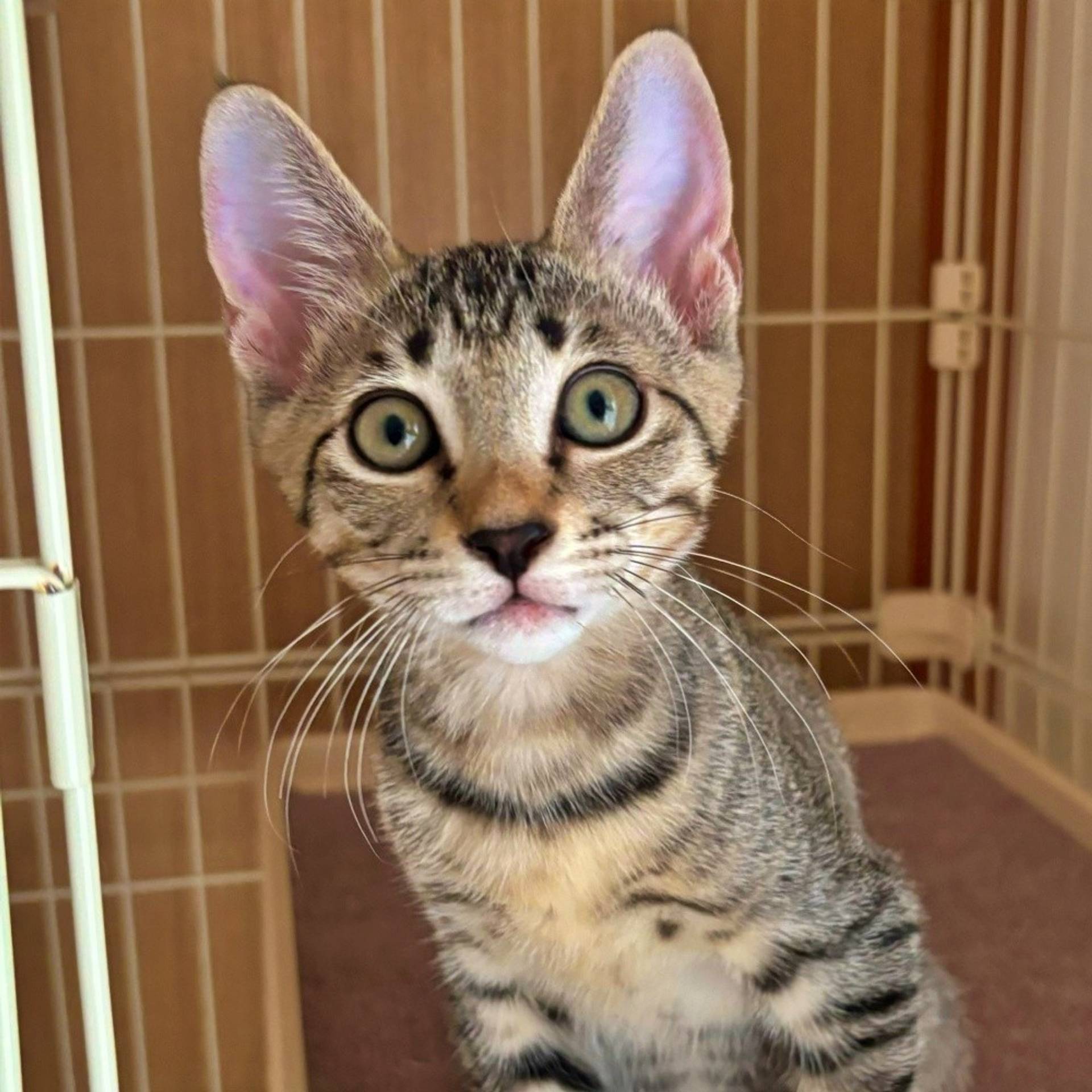 雑種（ミックス猫）・オスの里親募集の写真