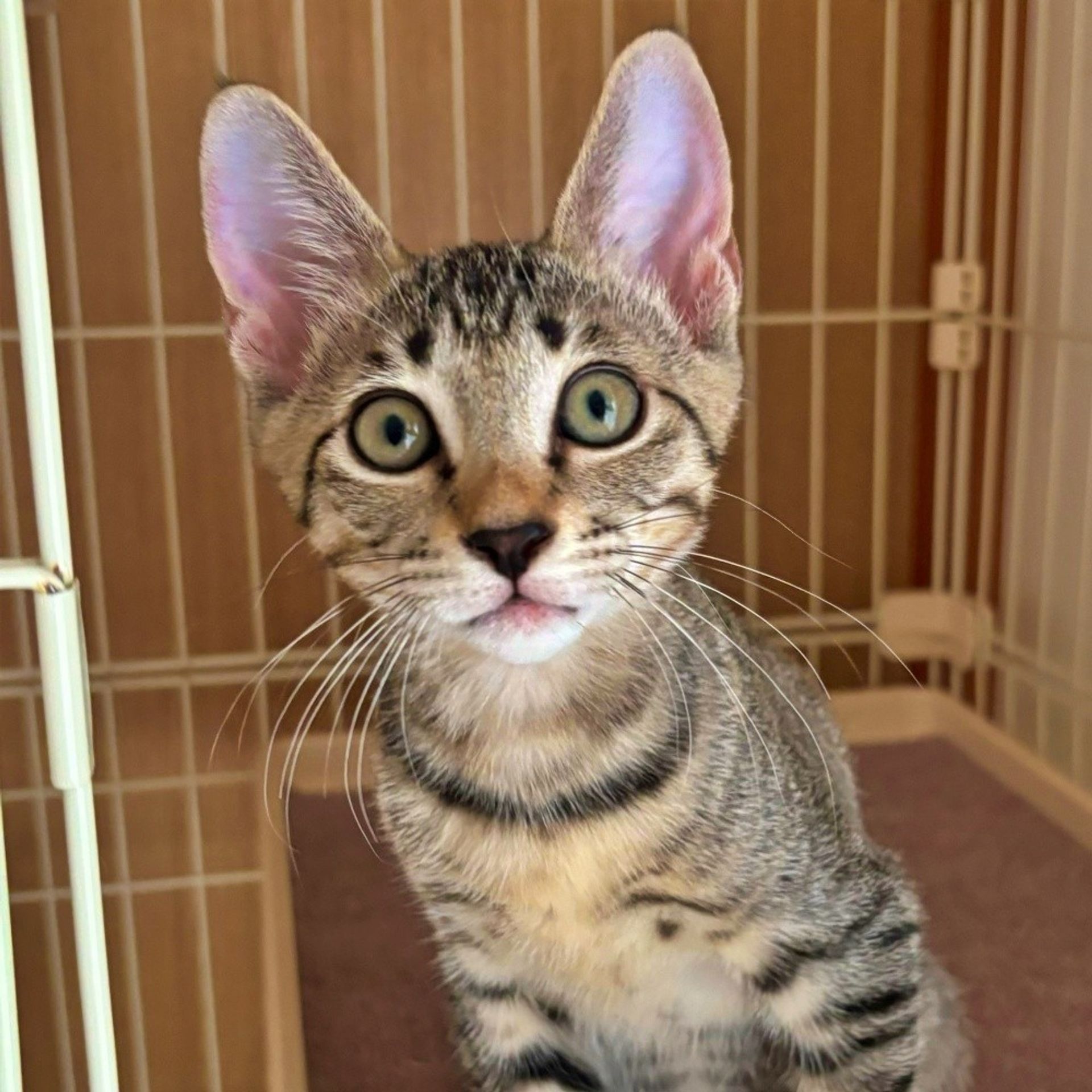雑種（ミックス猫）・オスの里親募集の写真