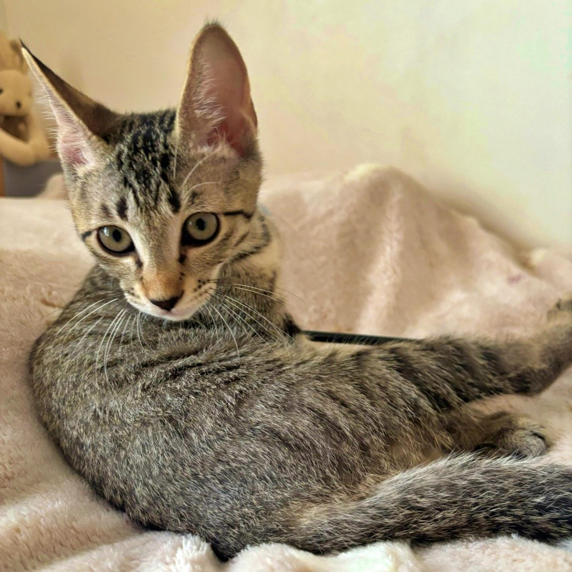 pet-image-3