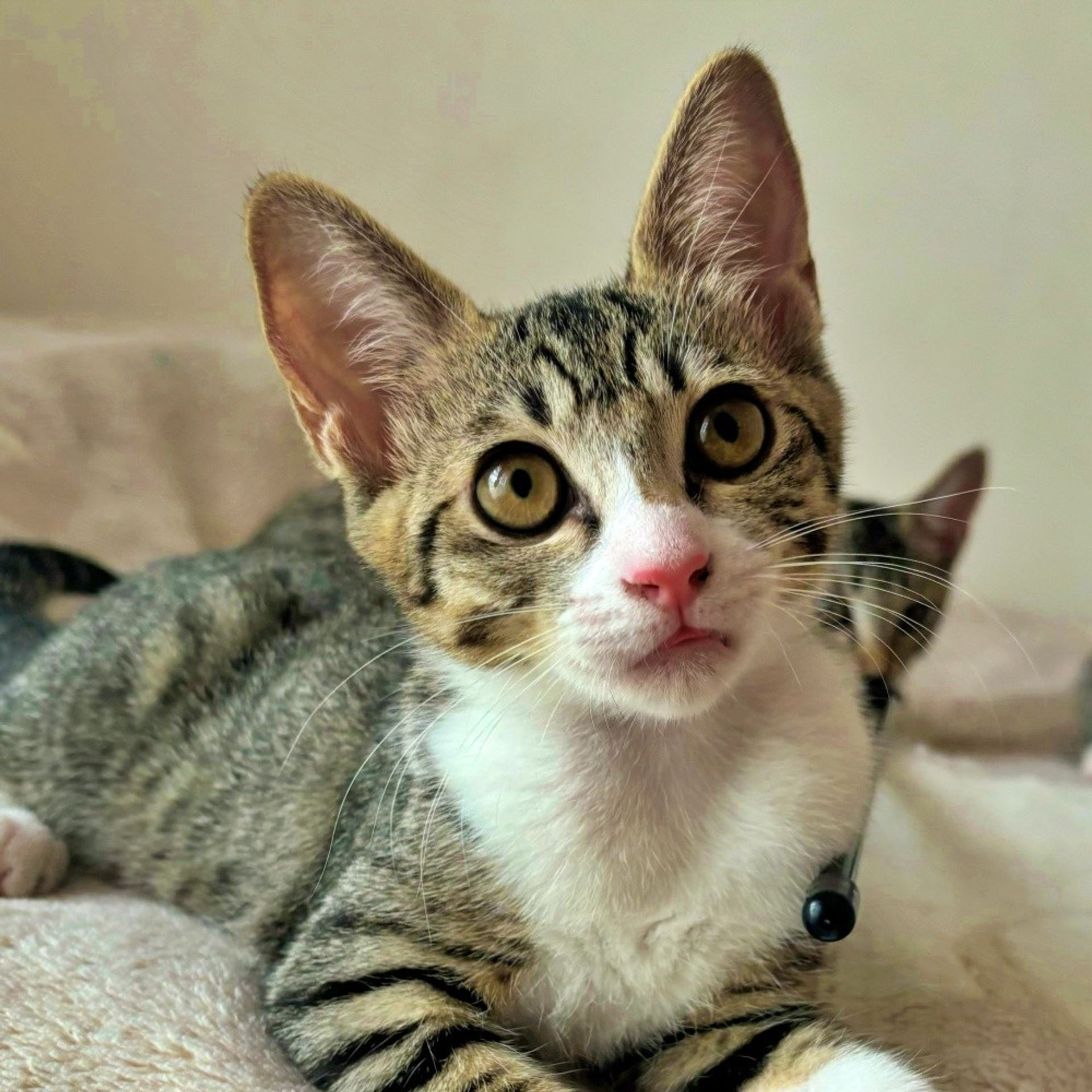 雑種（ミックス猫）・メスの里親募集の写真